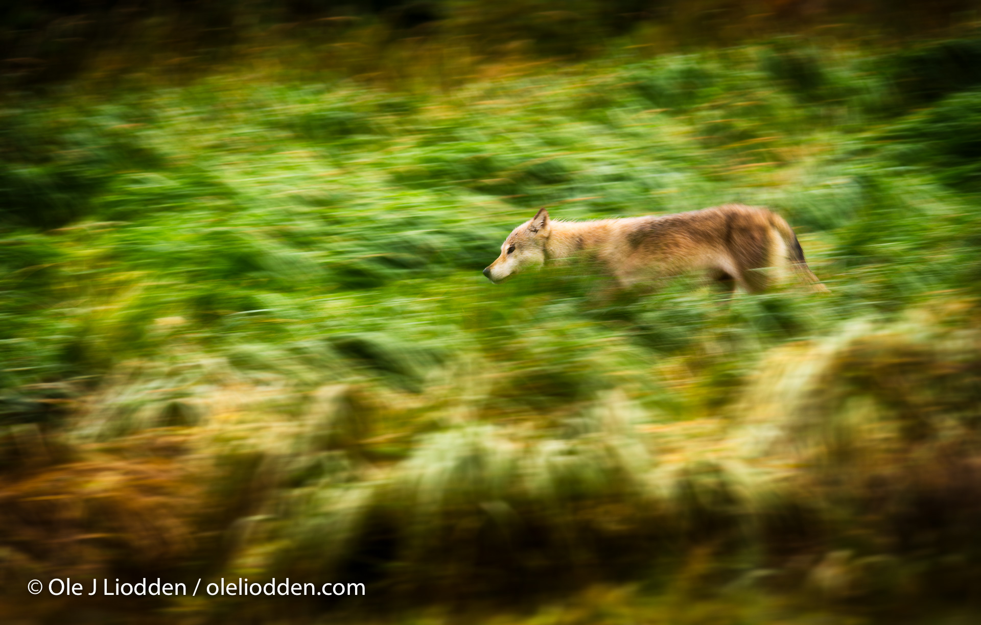 Wild Grey Wolf (Canis lupus) in Katmai National Park, Alaska