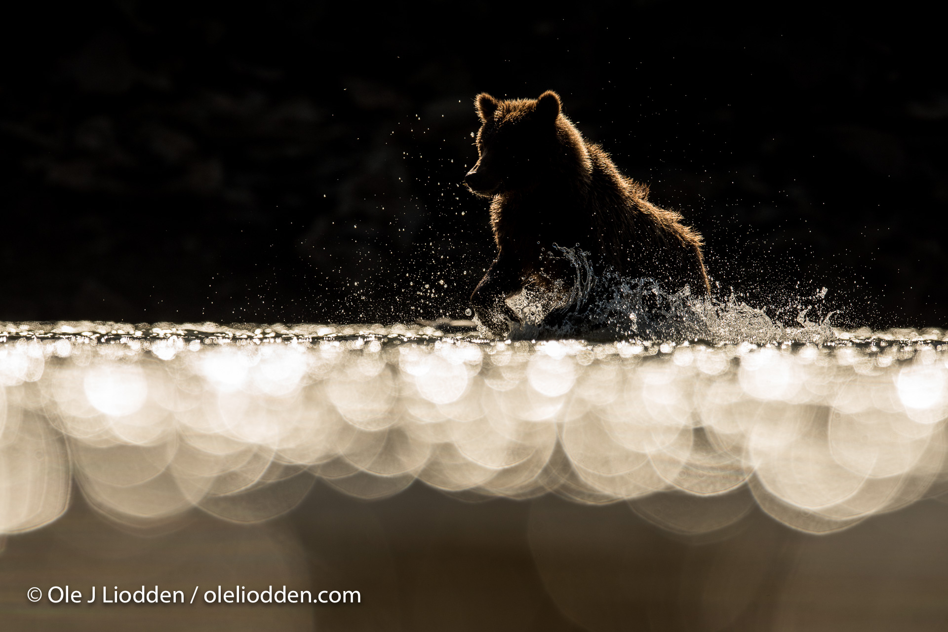 Grizzly Bear (Ursus arctos) in Katmai, Alaska