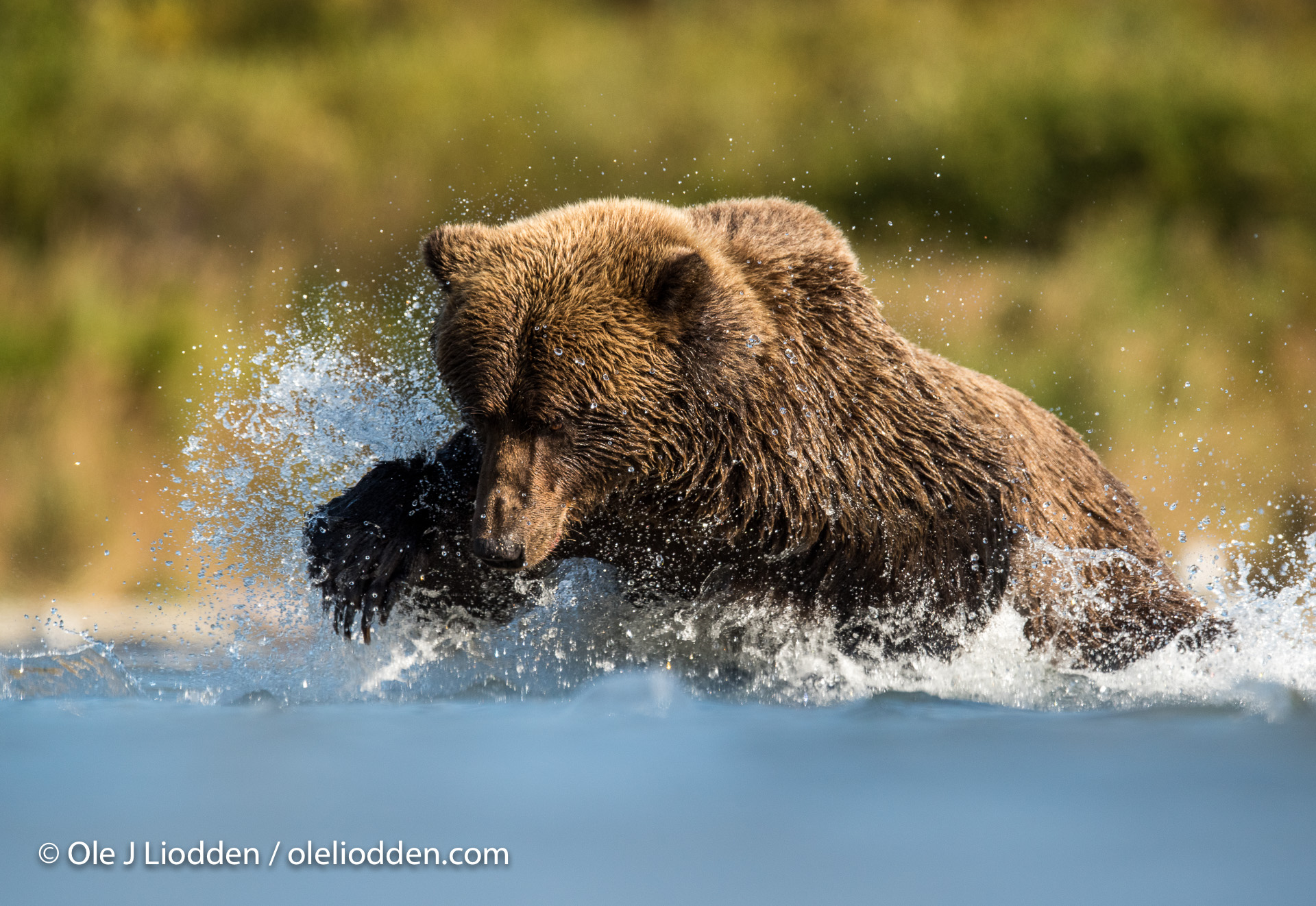 Grizzly Bear (Ursus arctos) fishing for salmon in Katmai, Alaska