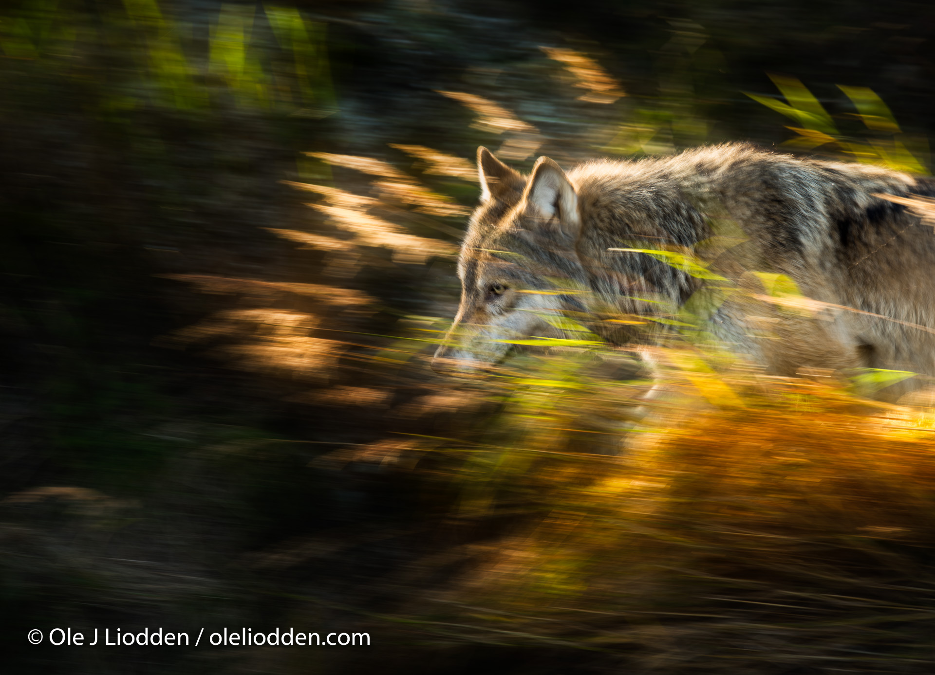 Wild Grey wolf (Canis lupus) in Katmai National park, Alaska