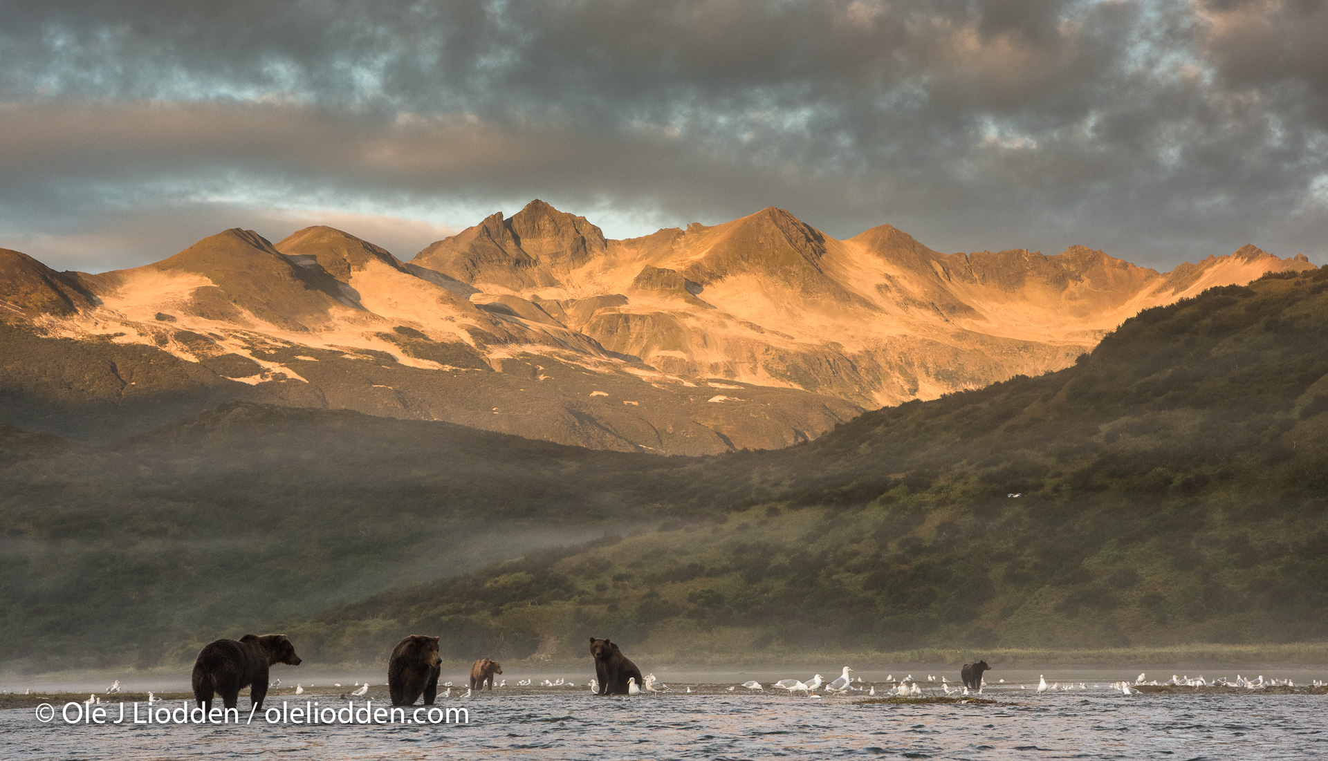 A gathering of Grizzly Bears fishing for salmon at Katmai