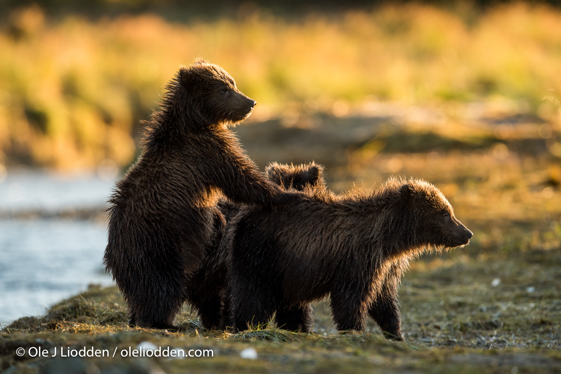 Grizzly Bear cubs playing in Katmai