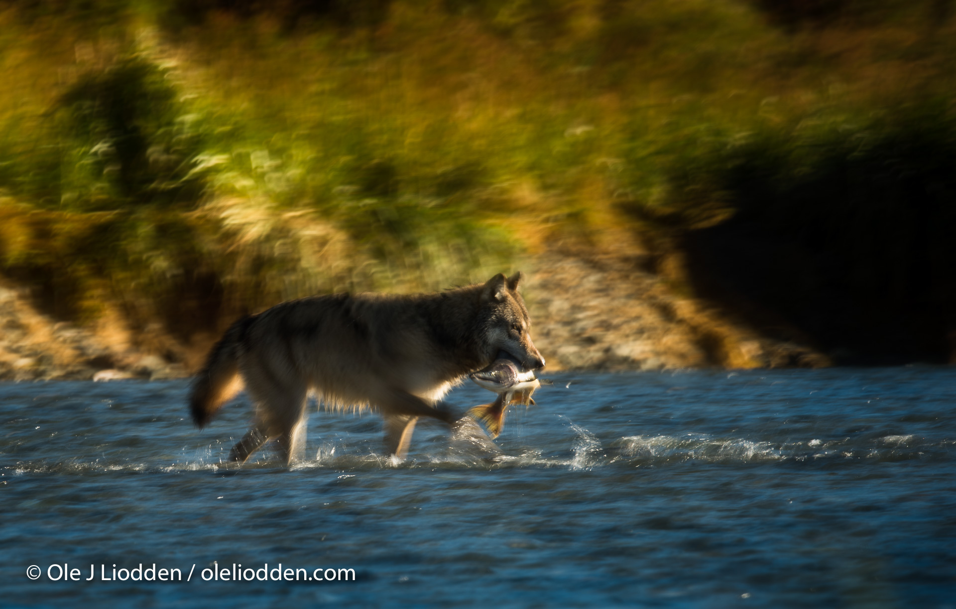 Wild Grey Wolf (Canis lupus) hunting salmon in Katmai National Park, Alaska