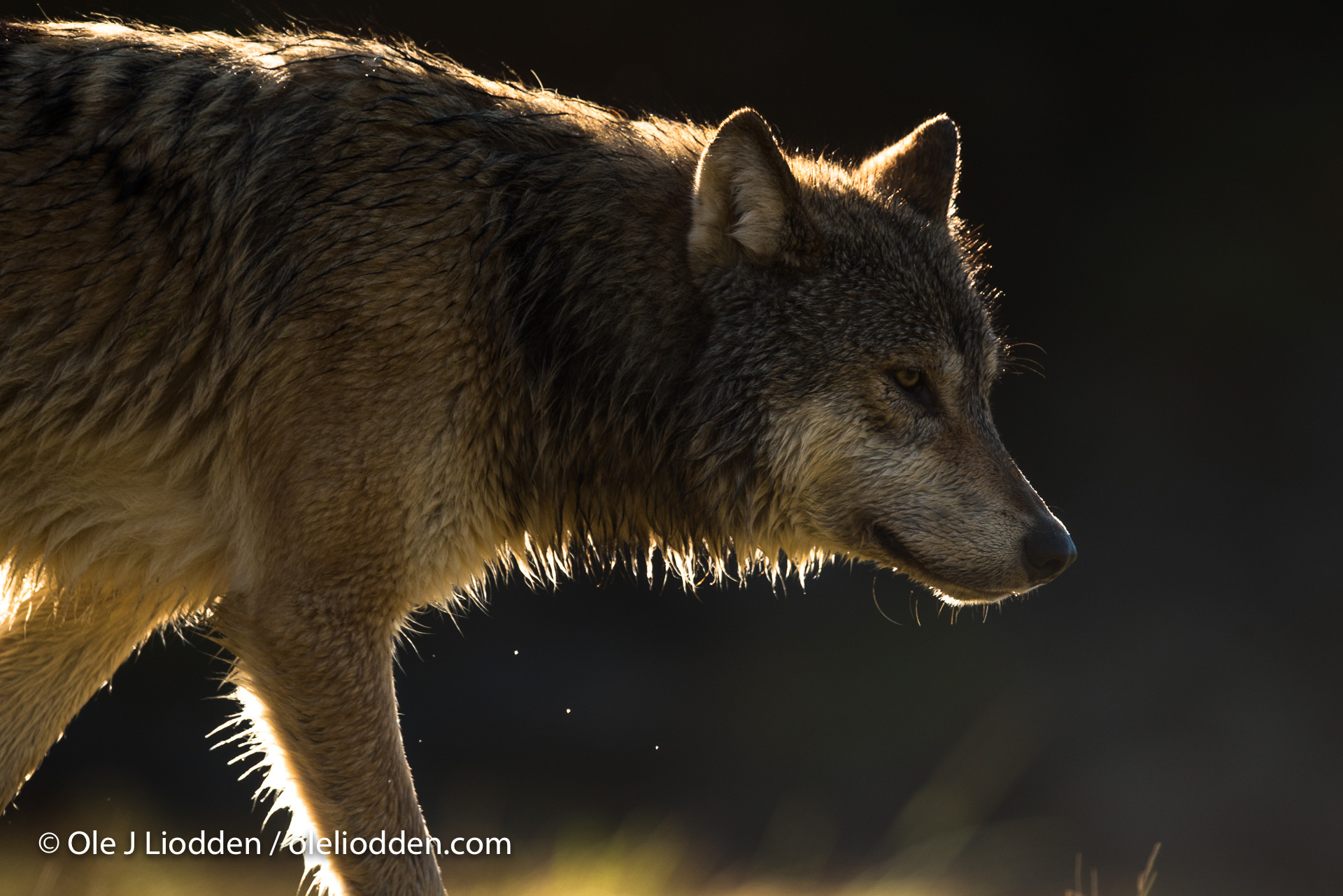 Grey Wolf at Katmai, Alaska