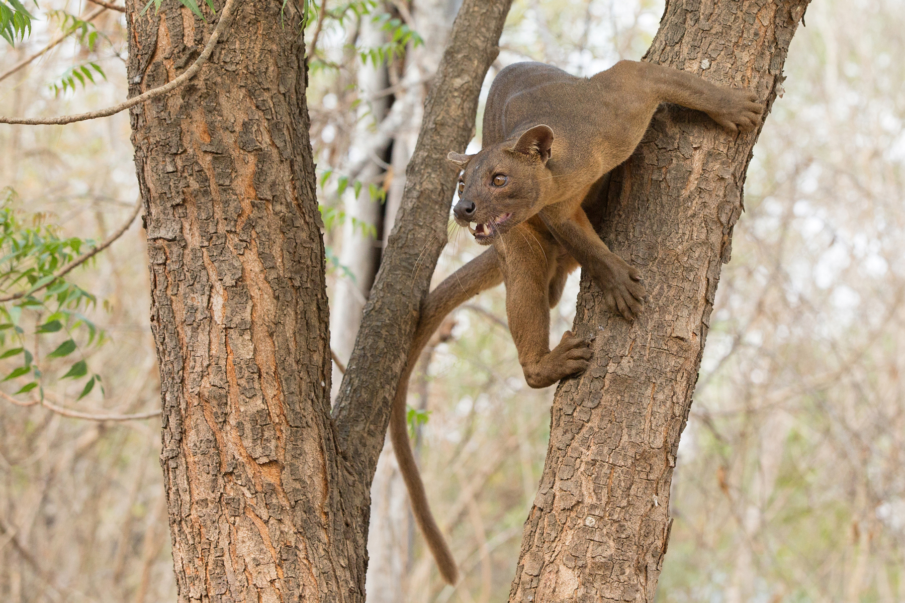 madagascar wildlife tours