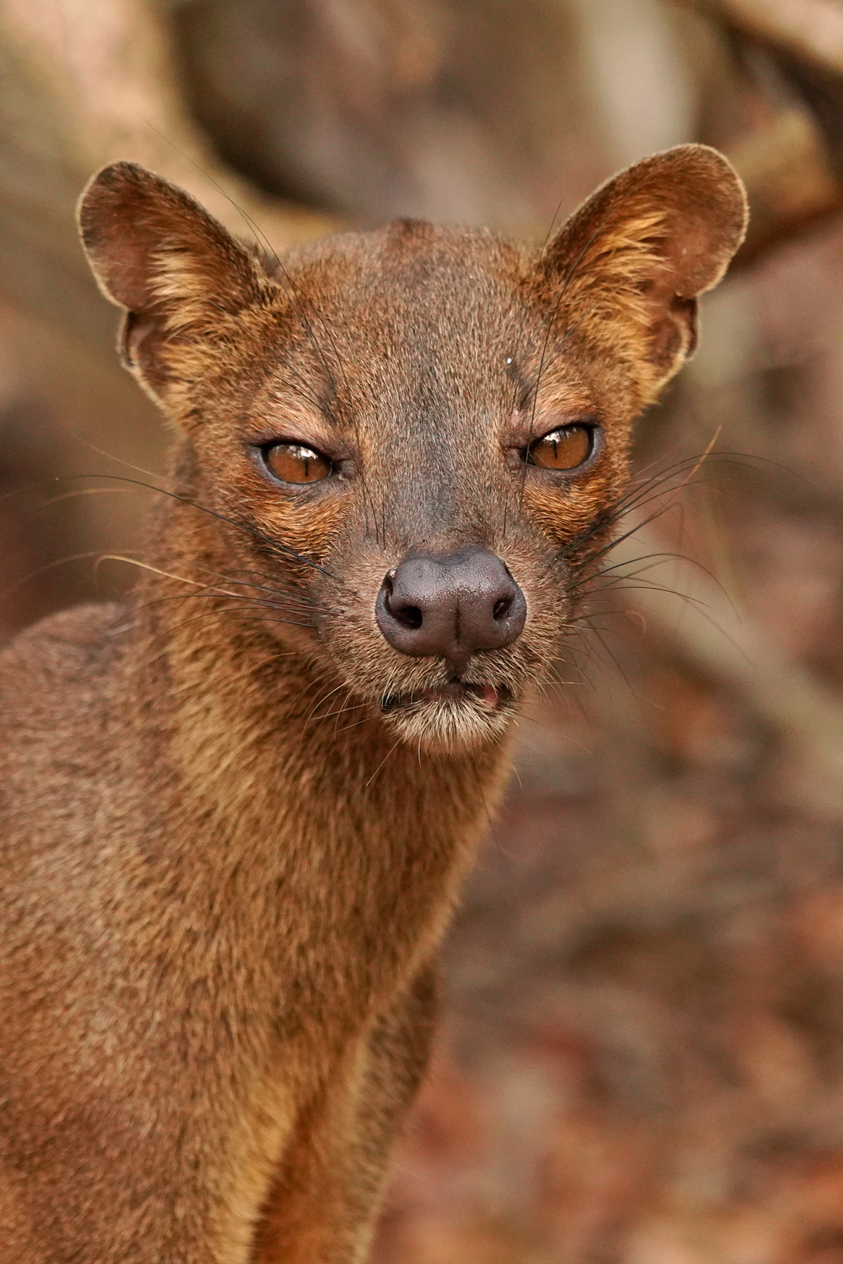 madagascar wildlife tours