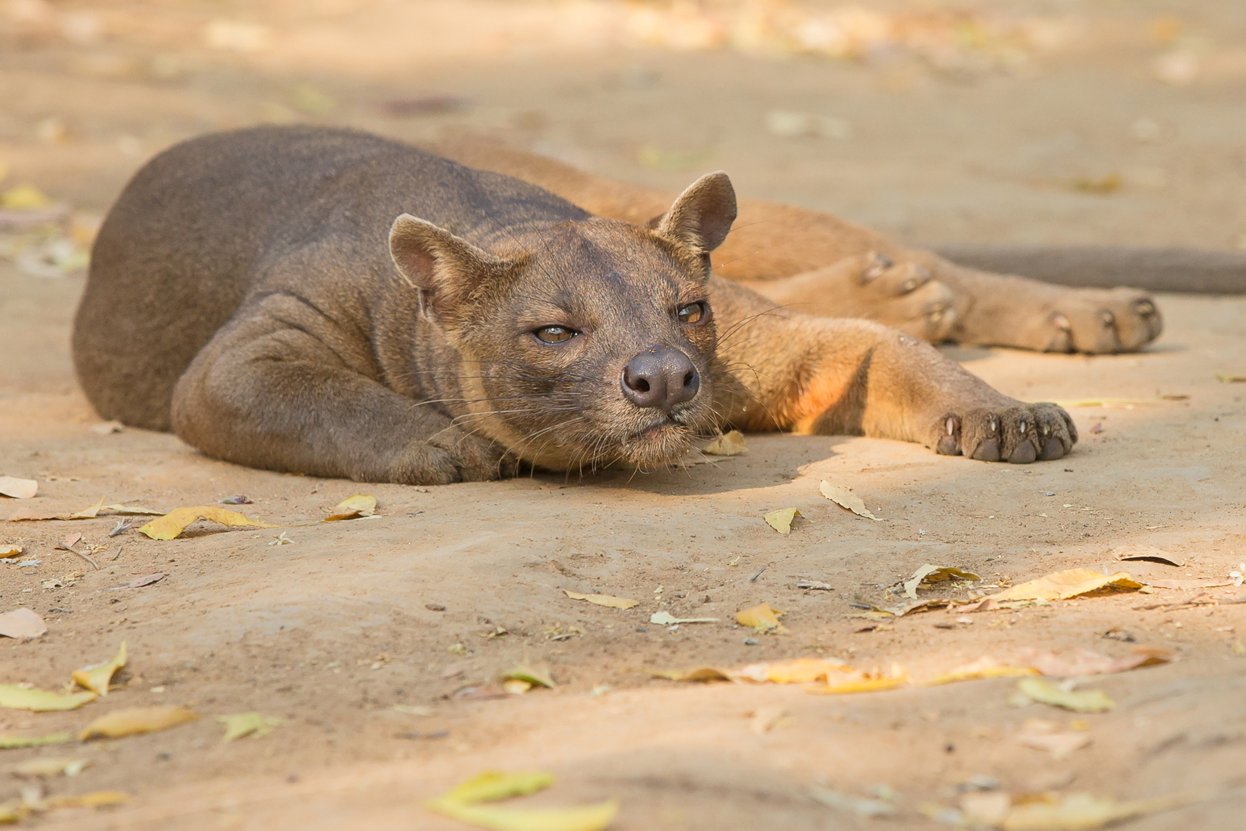 madagascar wildlife tours