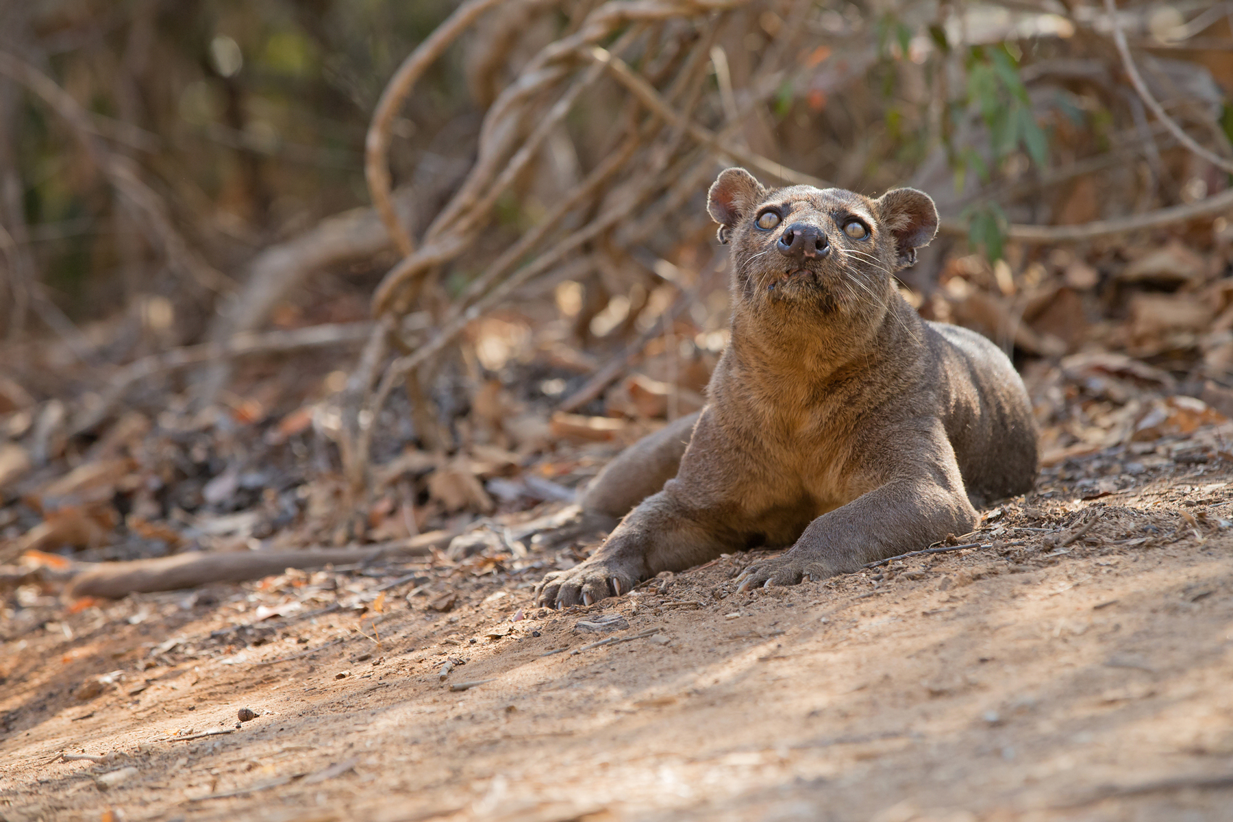 madagascar wildlife tours