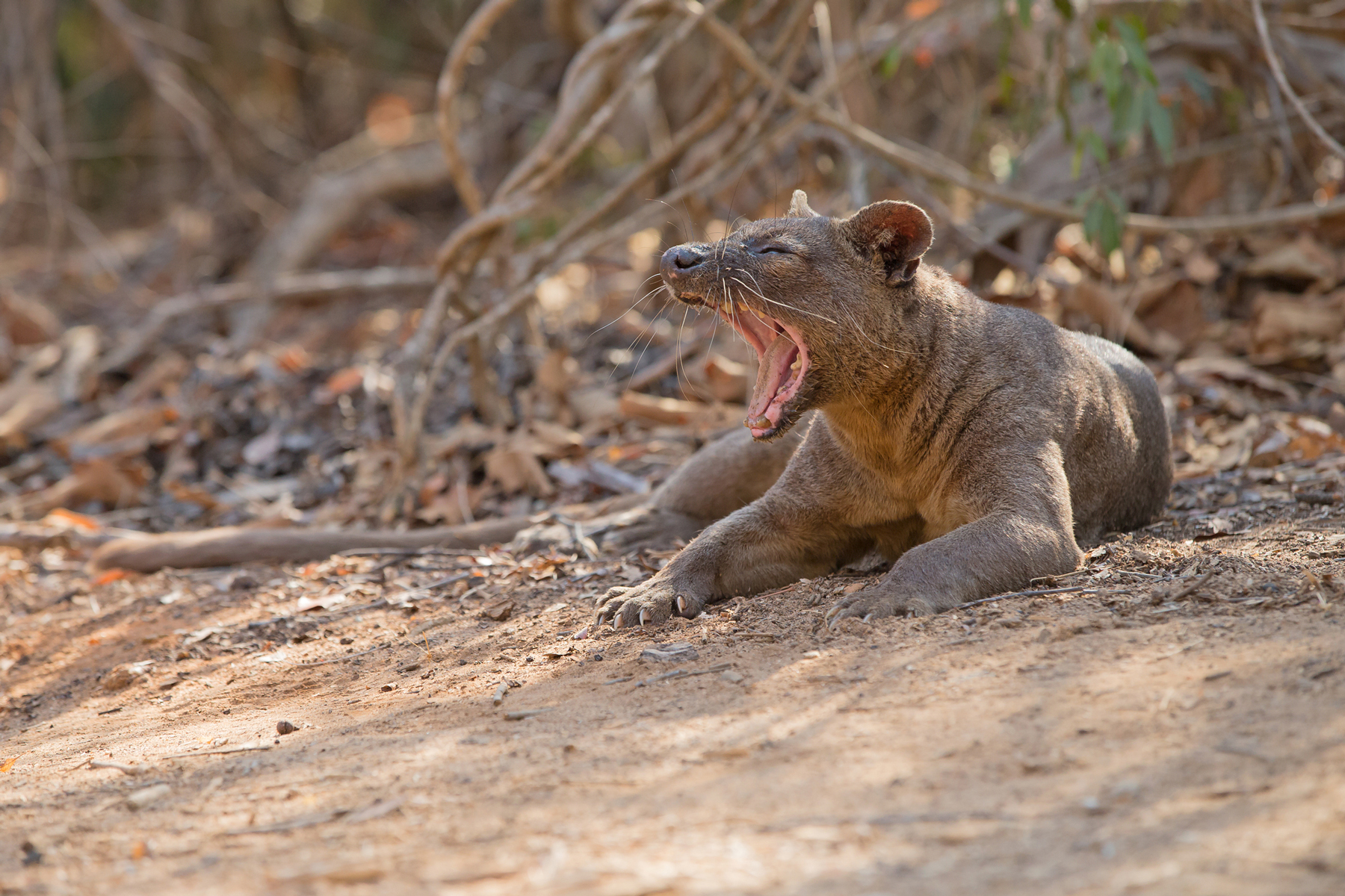 madagascar wildlife tours