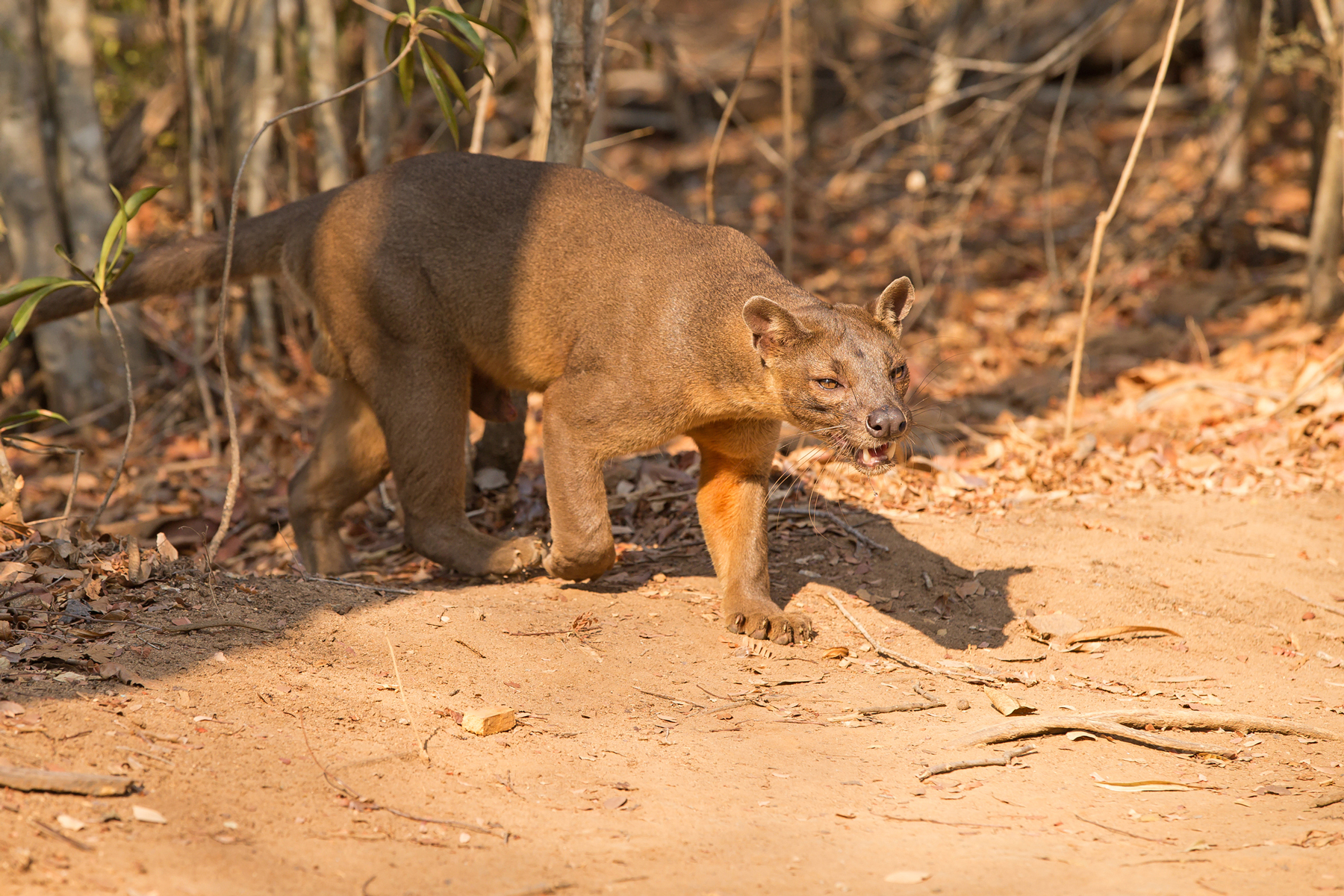 madagascar wildlife tours