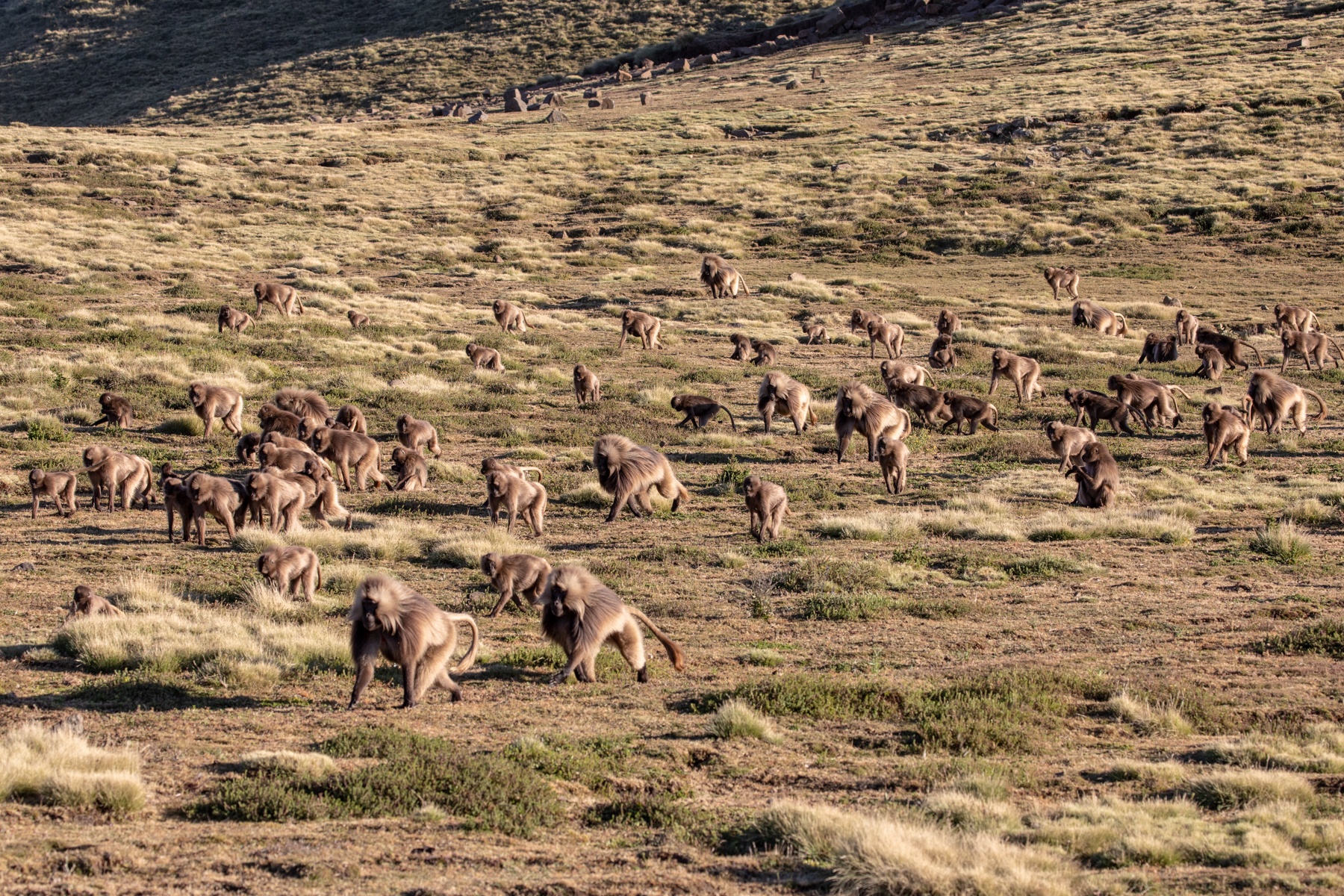 Wild Images Photography Tours | Ethiopia Wildlife Photography Tours ...