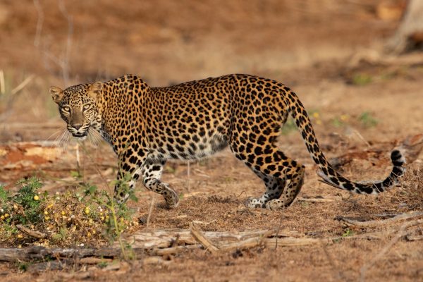 Spot the Difference! An easy guide to Leopard identification - Wild ...