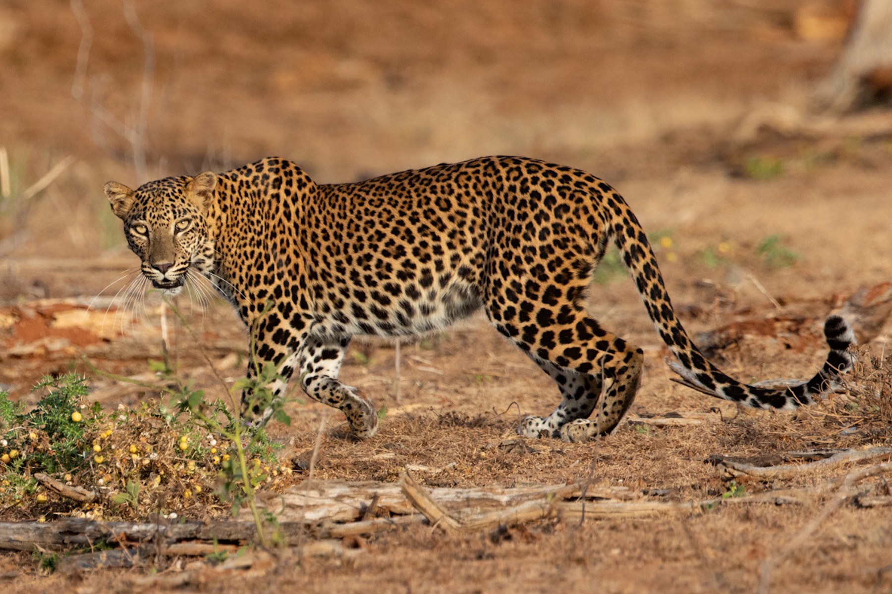 Spot The Difference! An Easy Guide To Leopard Identification - Wild 