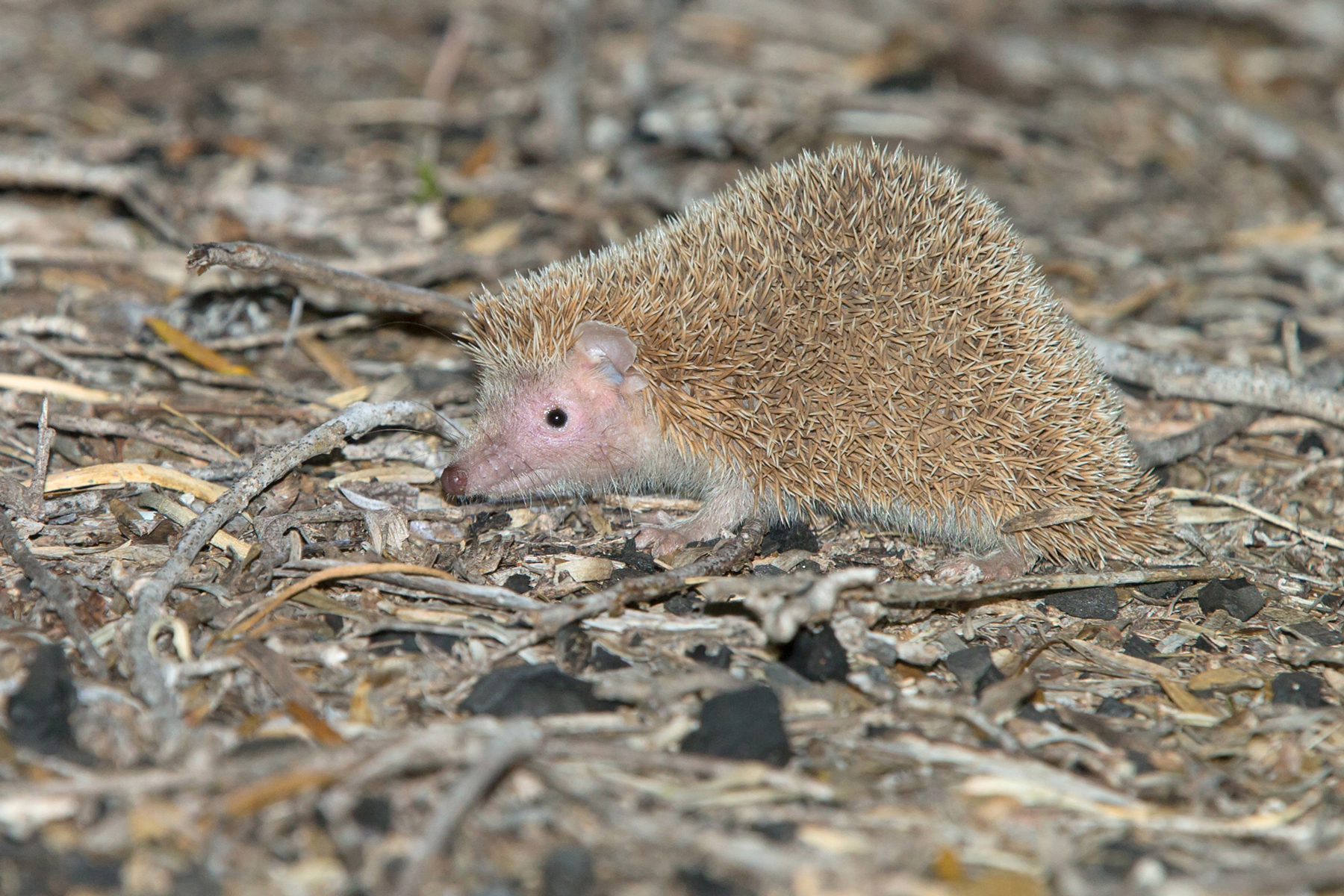 madagascar wildlife tours