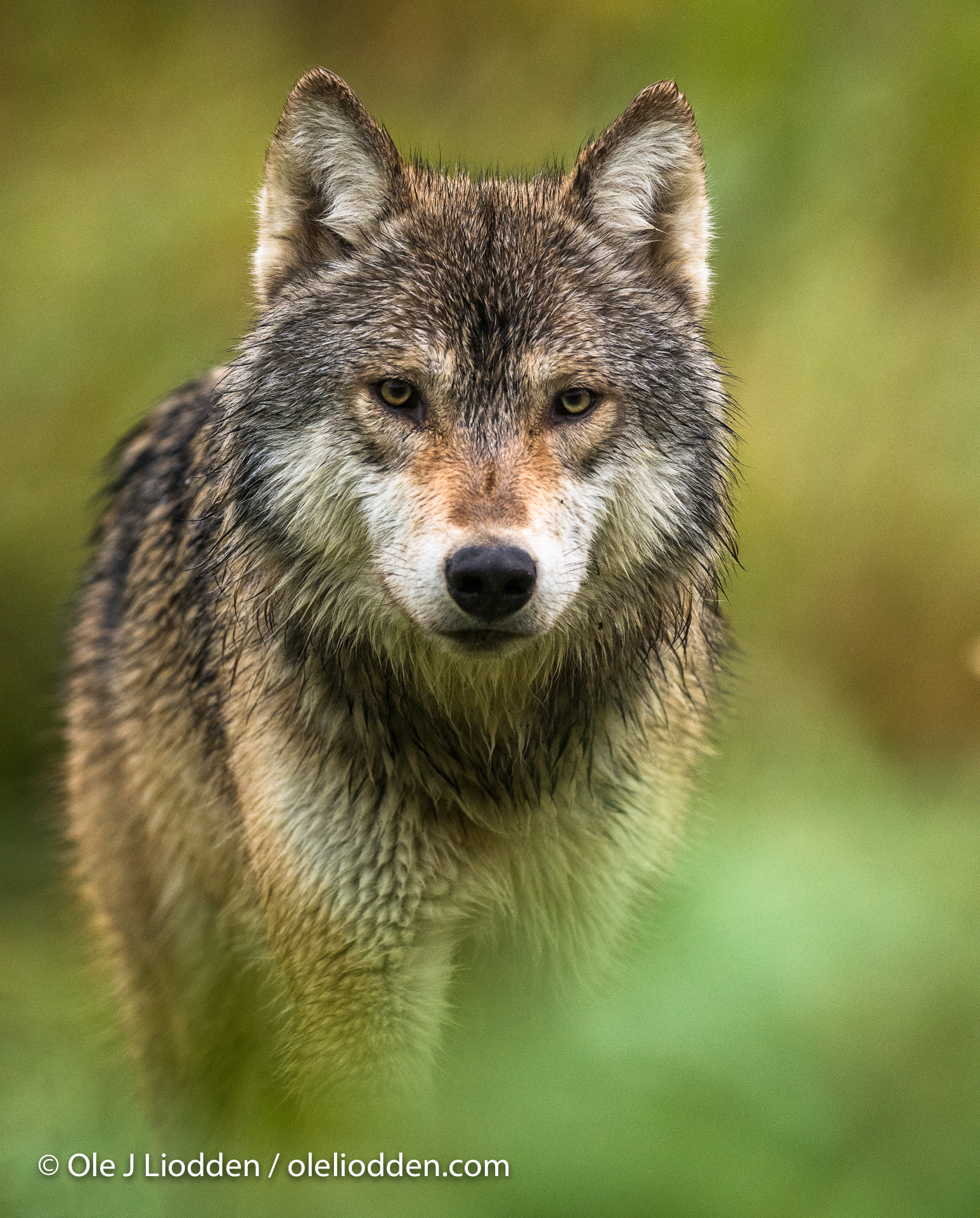 Wild Grey Wolf (Canis lupus) in Katmai National Park, Alaska