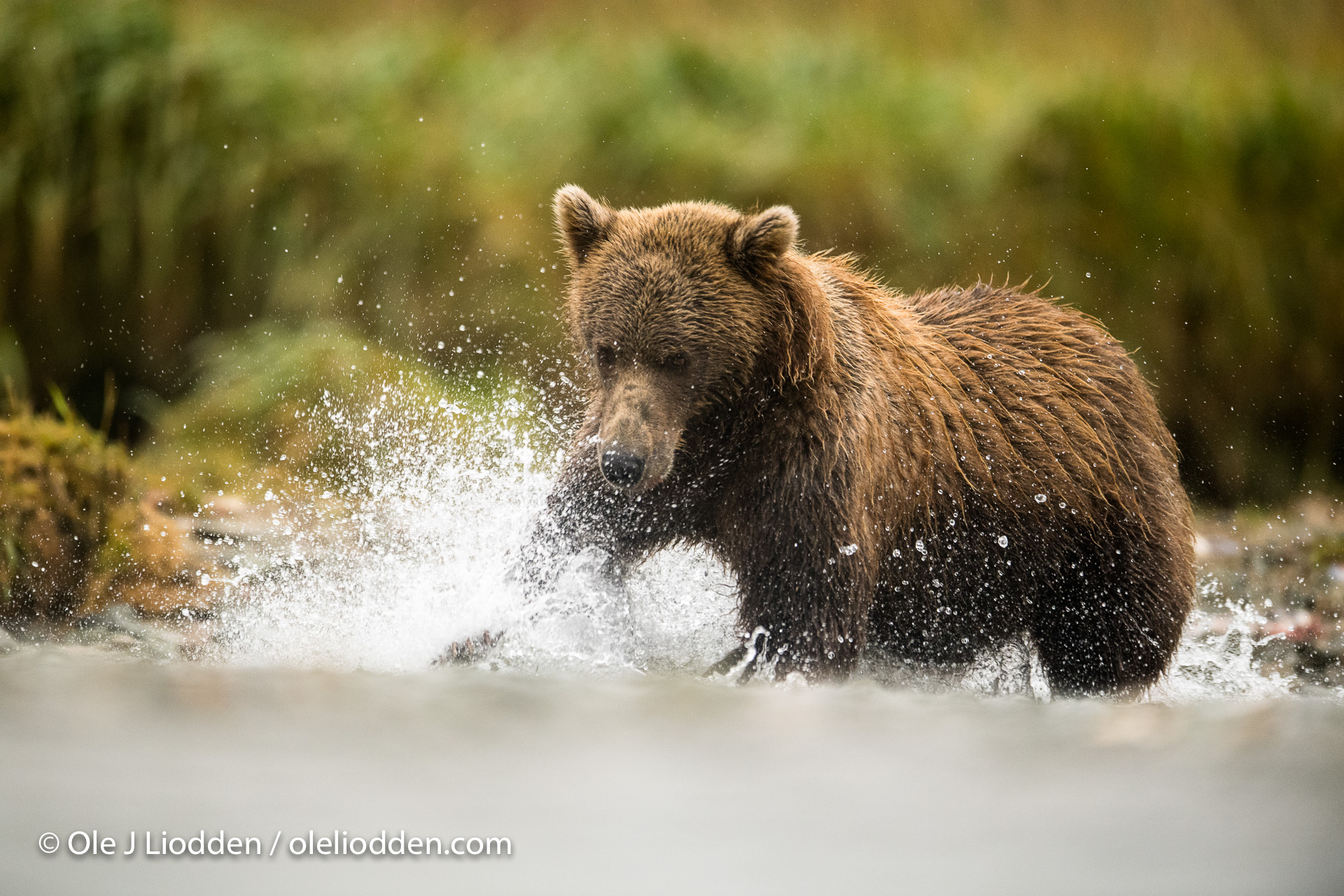 Fishing Grizzly Bear at Katmai