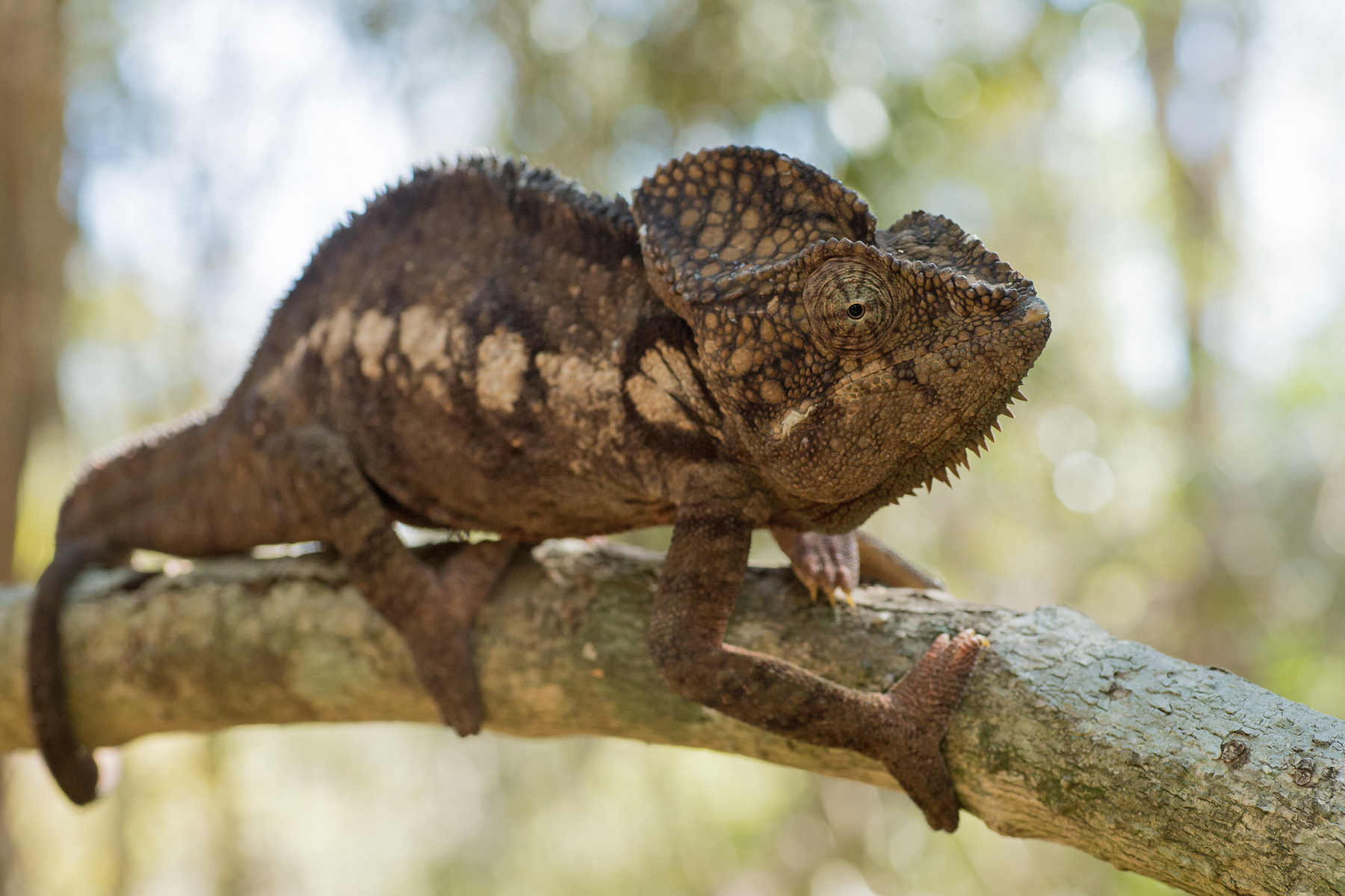 madagascar wildlife tours