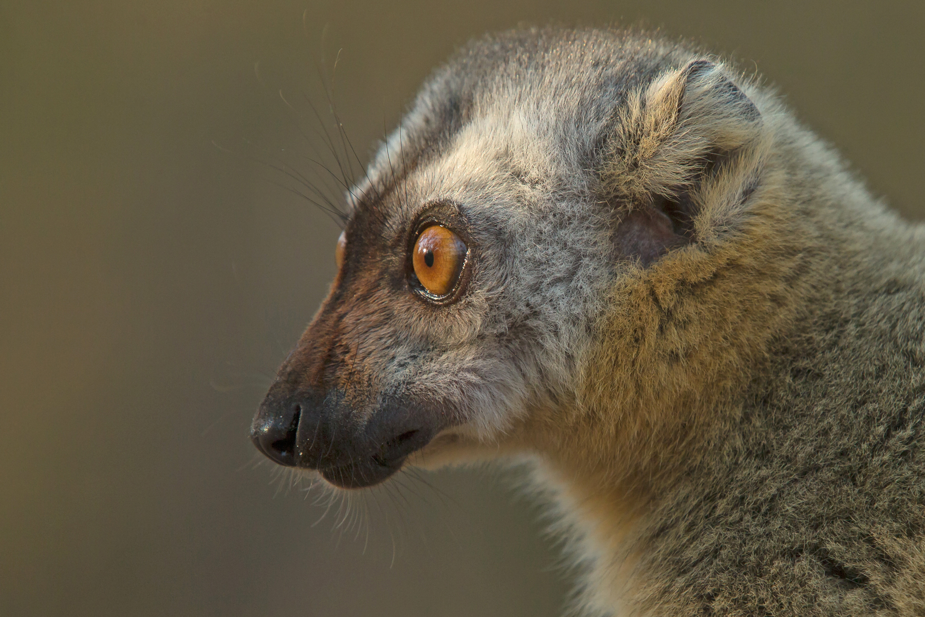 madagascar wildlife tours