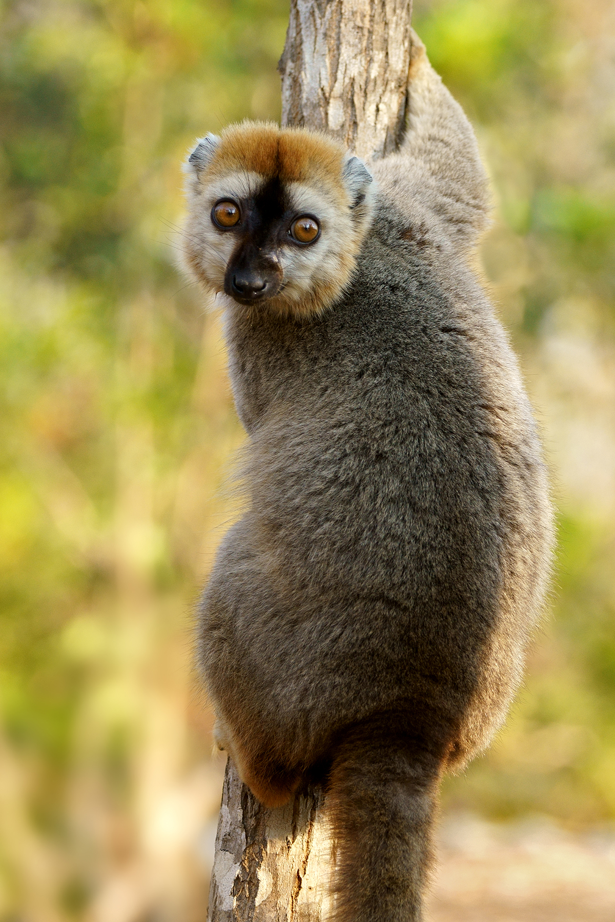 madagascar wildlife tours