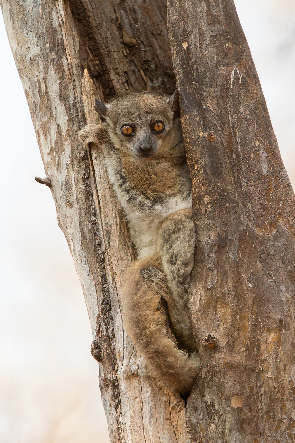 madagascar wildlife tours