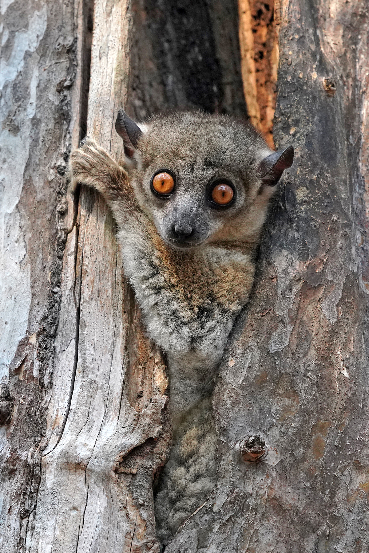 madagascar wildlife tours