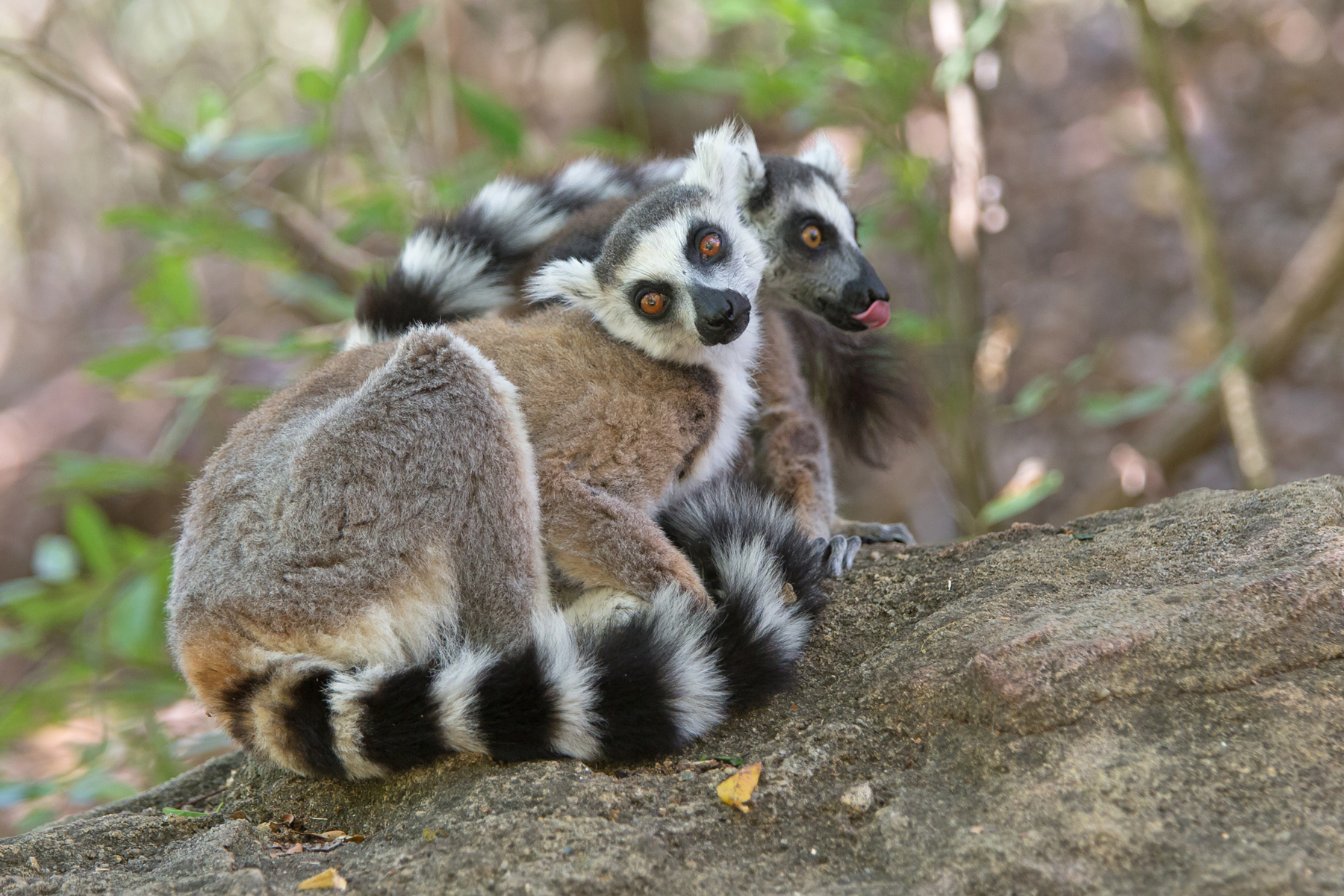 madagascar wildlife tours