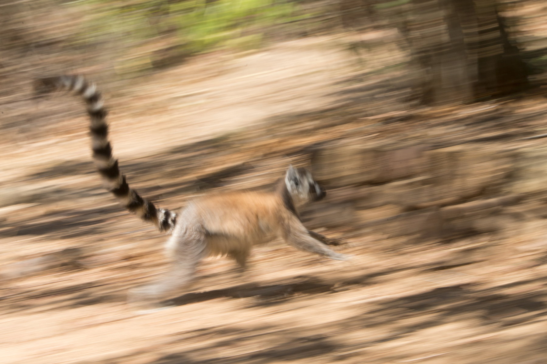 madagascar wildlife tours