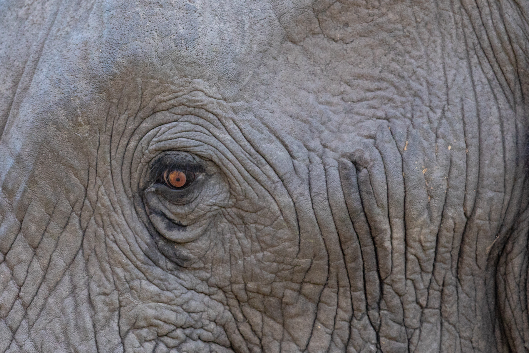 An elephant's eye has seen so very much...
