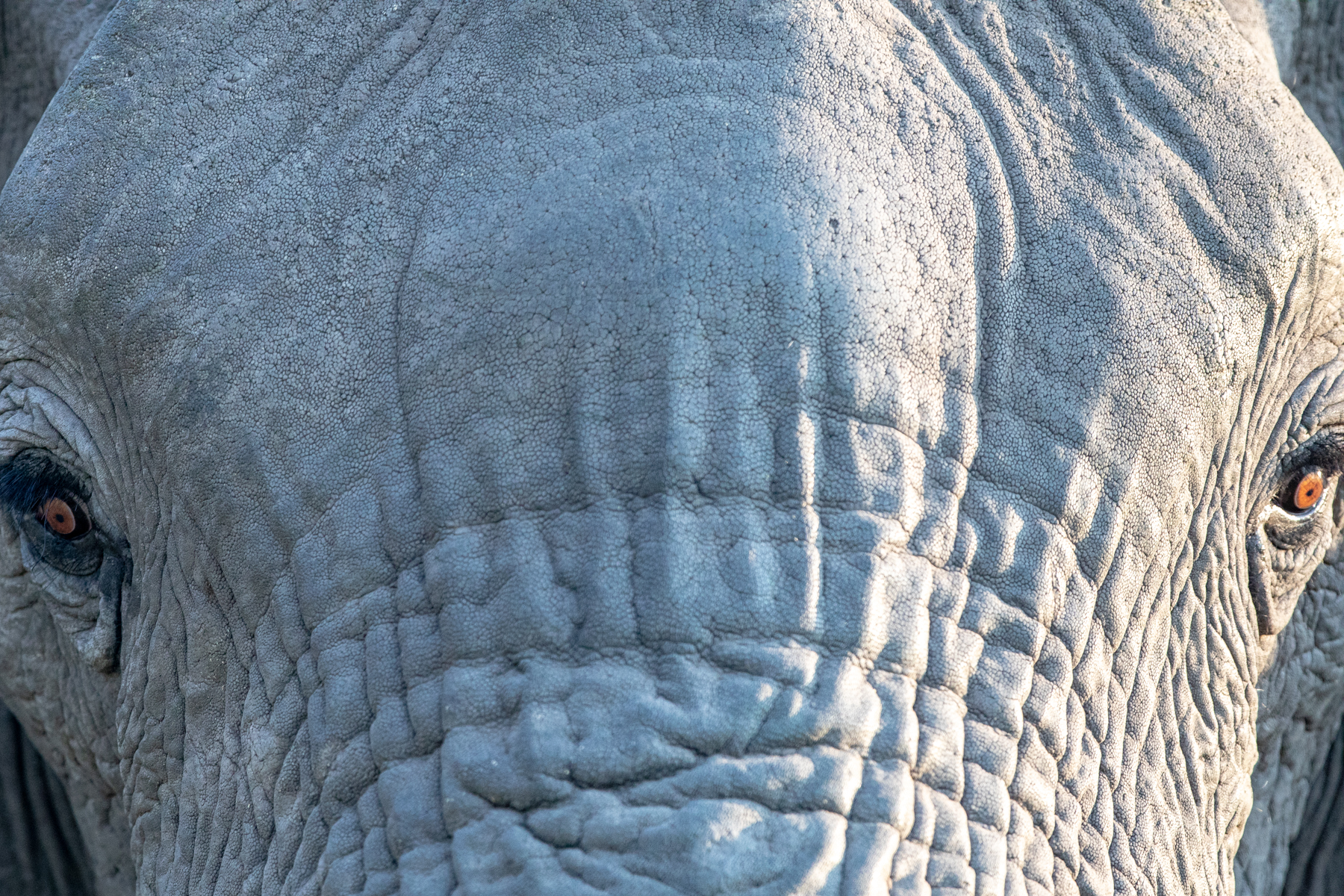 African Elephant detail