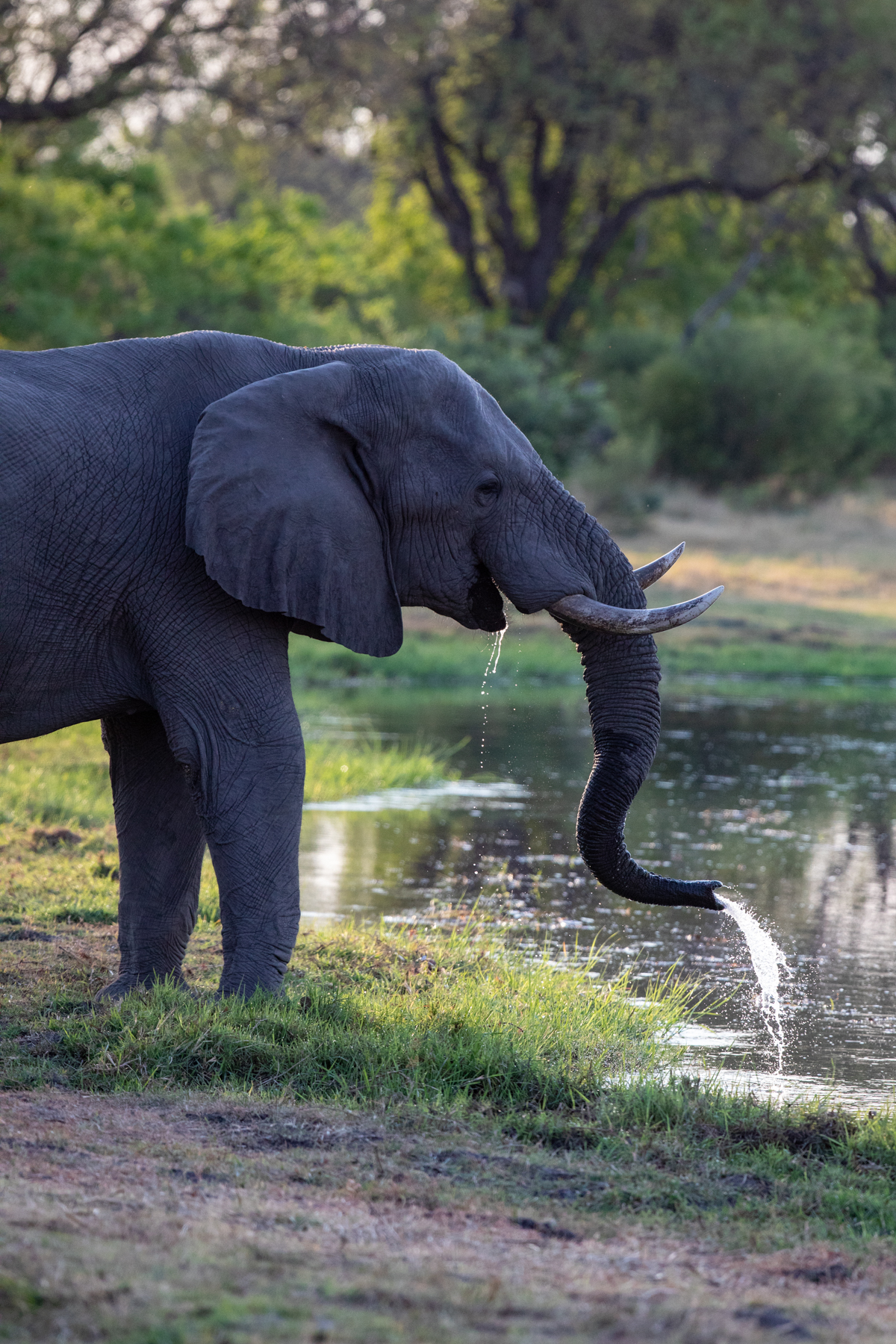 African Elephant drinking in the early morning light