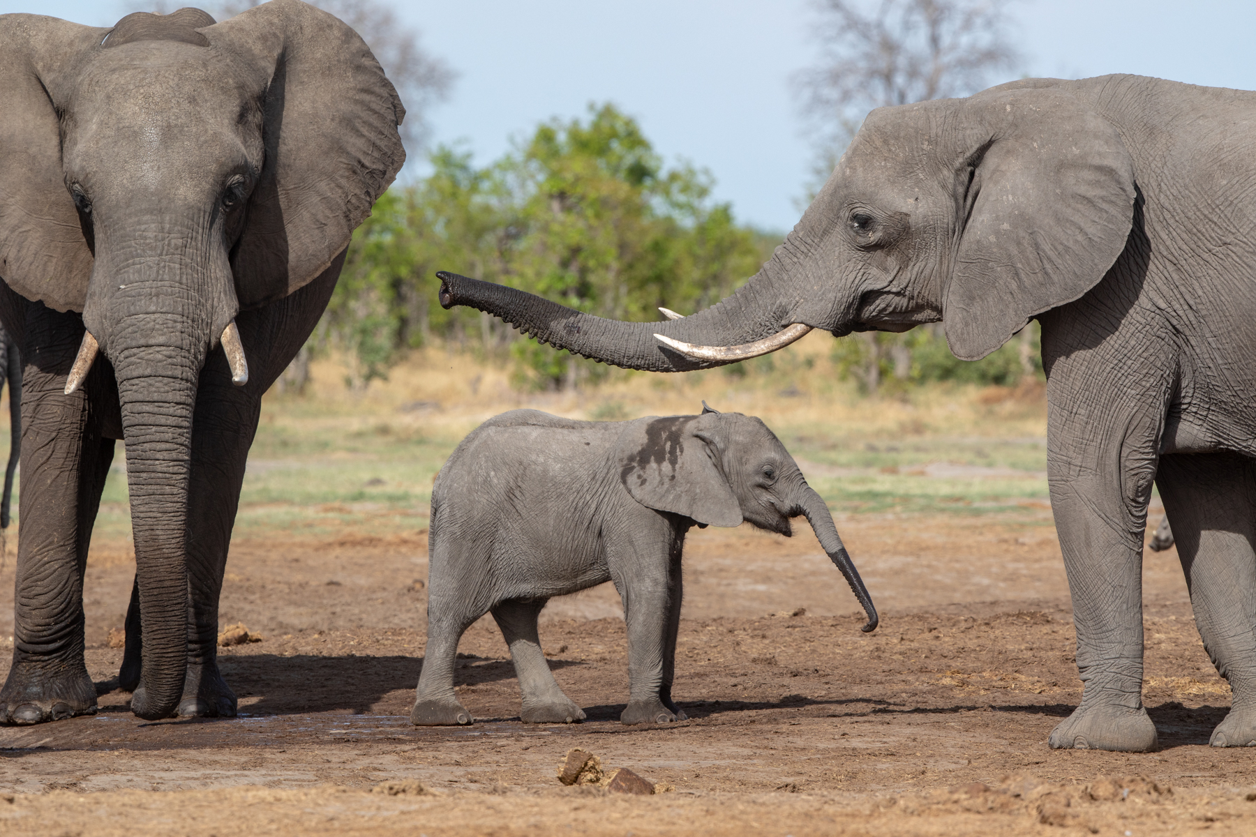 Three generations of African Elephants