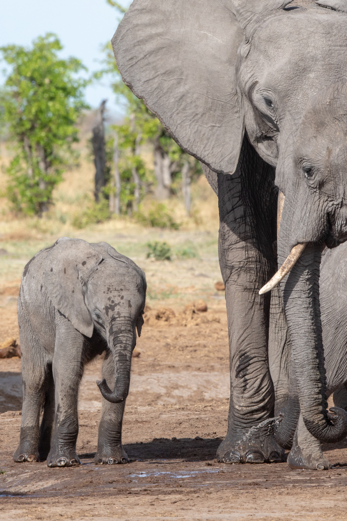 Baby African Elephant and watchful guardians