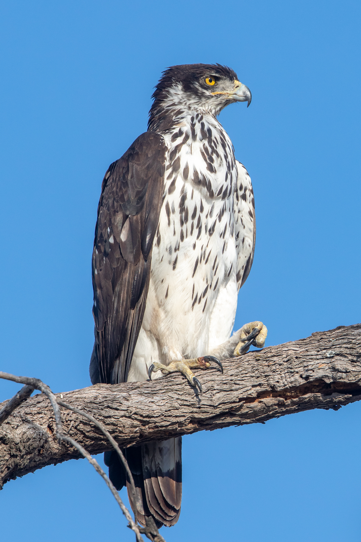 African Hawk-Eagle portrait