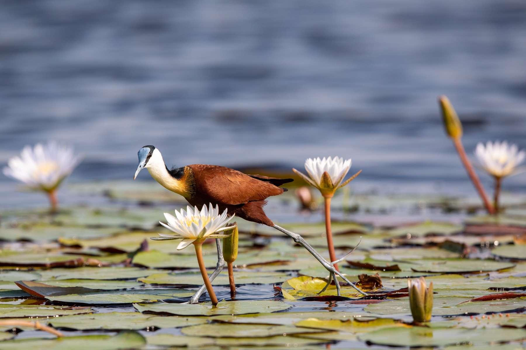 The African Jacana uses its elongated toes to spread its weight as it walks over the lily pads