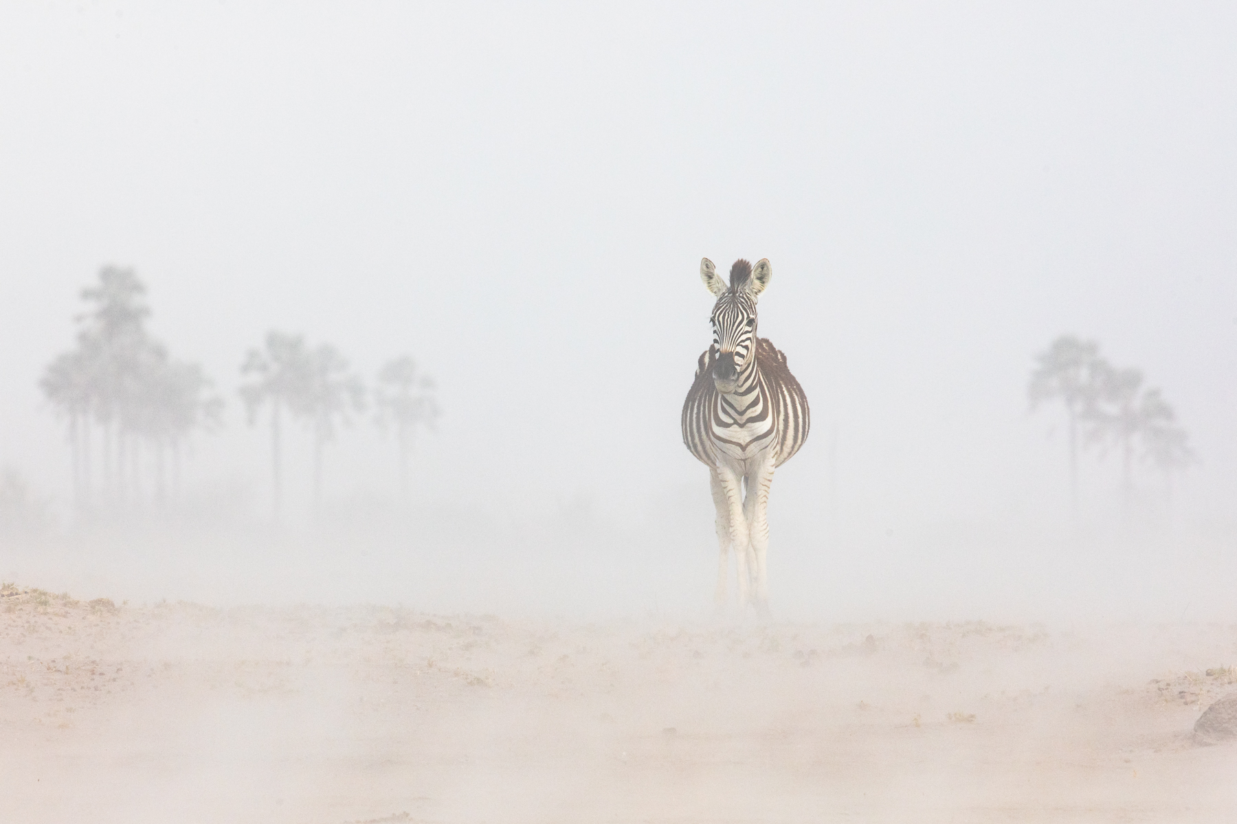 Common Zebra in a dust storm