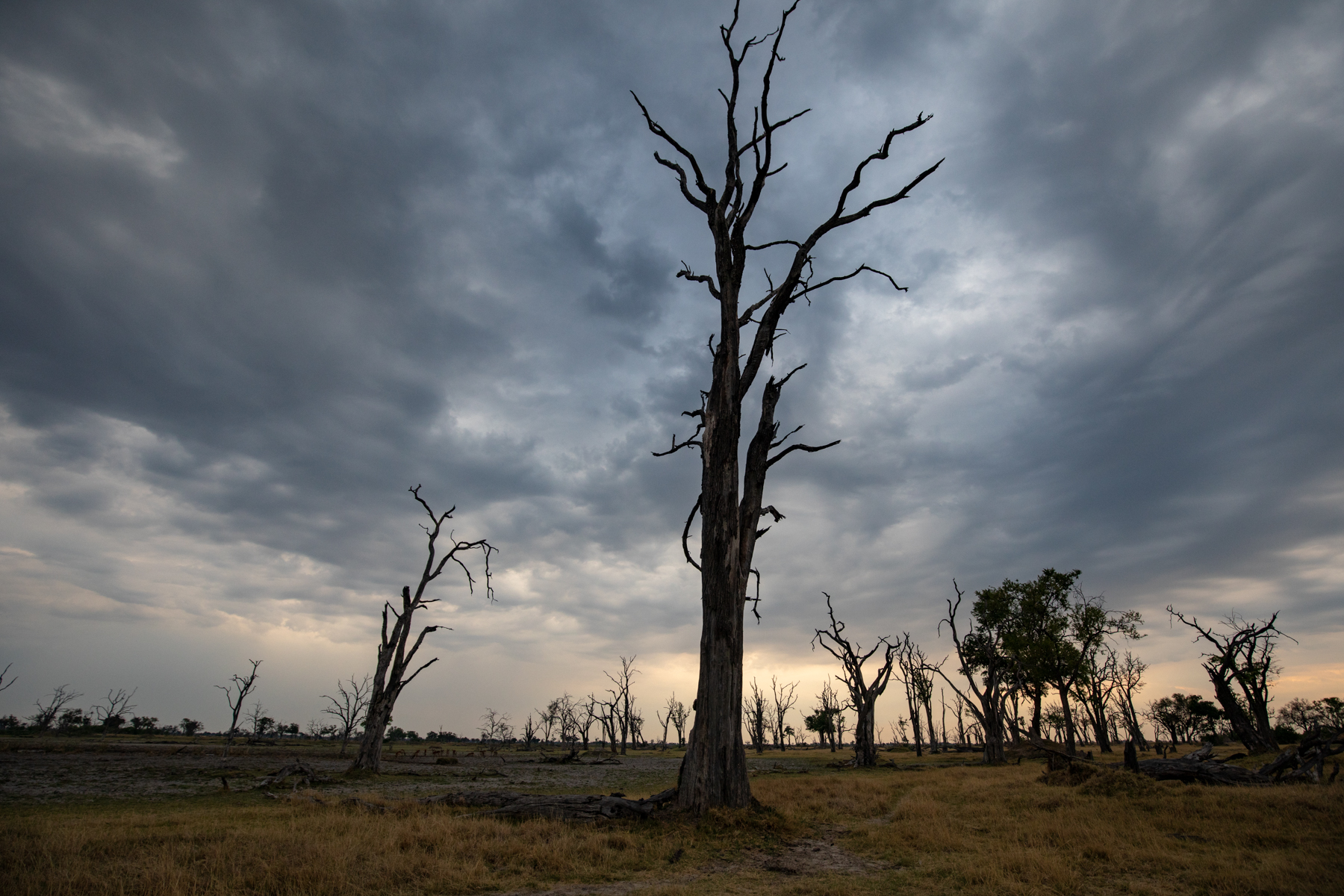 Sometimes the Okavango floods are so high that they kill the trees