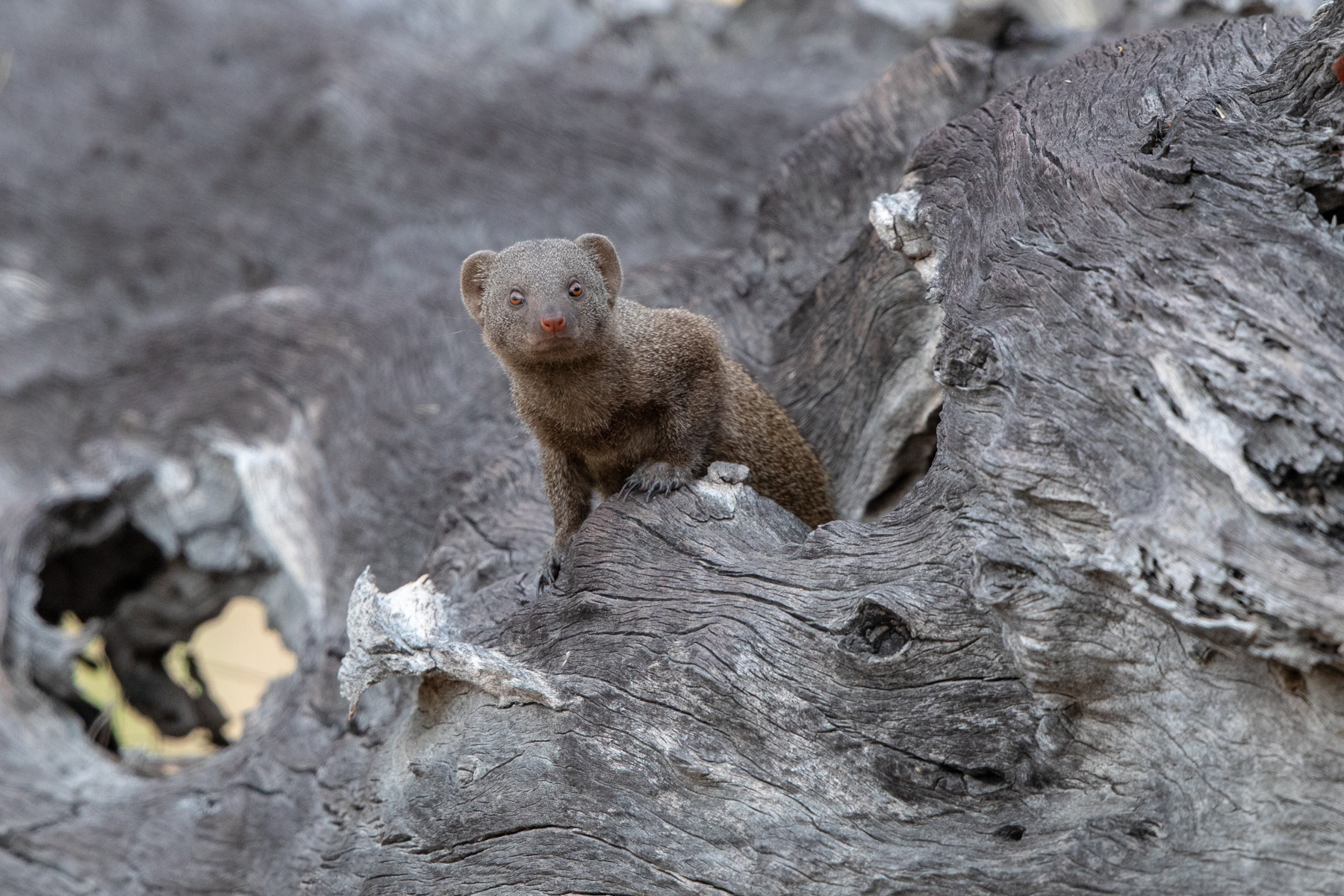 An inquisitive Dwarf Mongoose