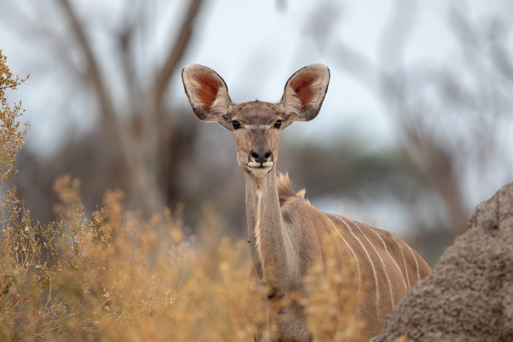 Greater Kudu female