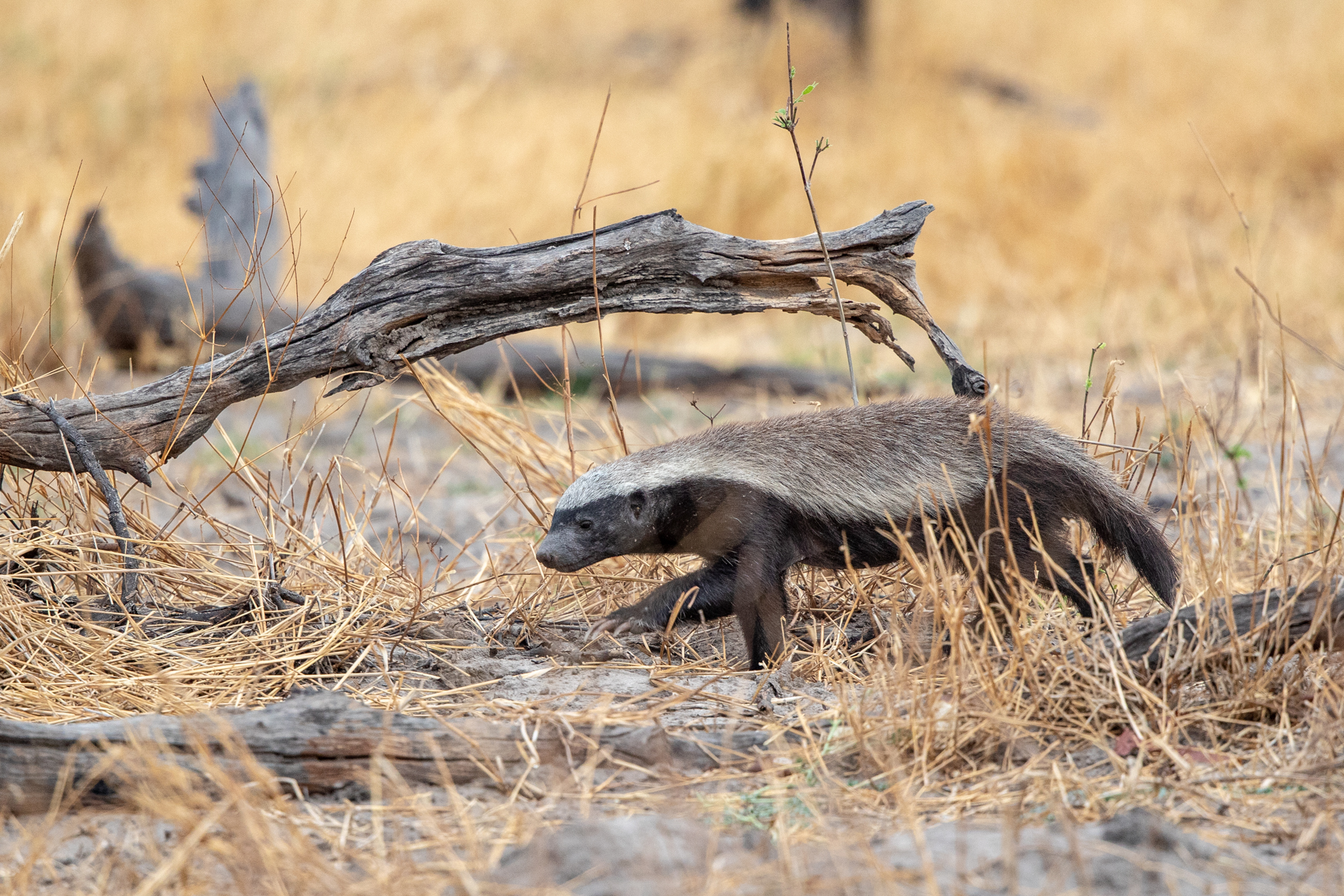Honey Badgers may not be big, but they make up for it with remarkable strength and courage
