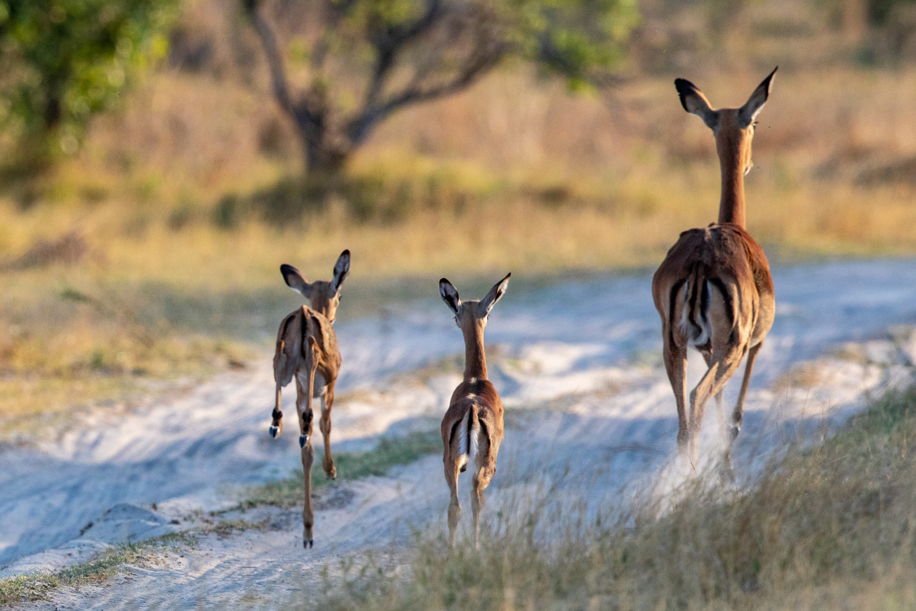 An Impala family race away, one of the calves 'pronking' as it goes