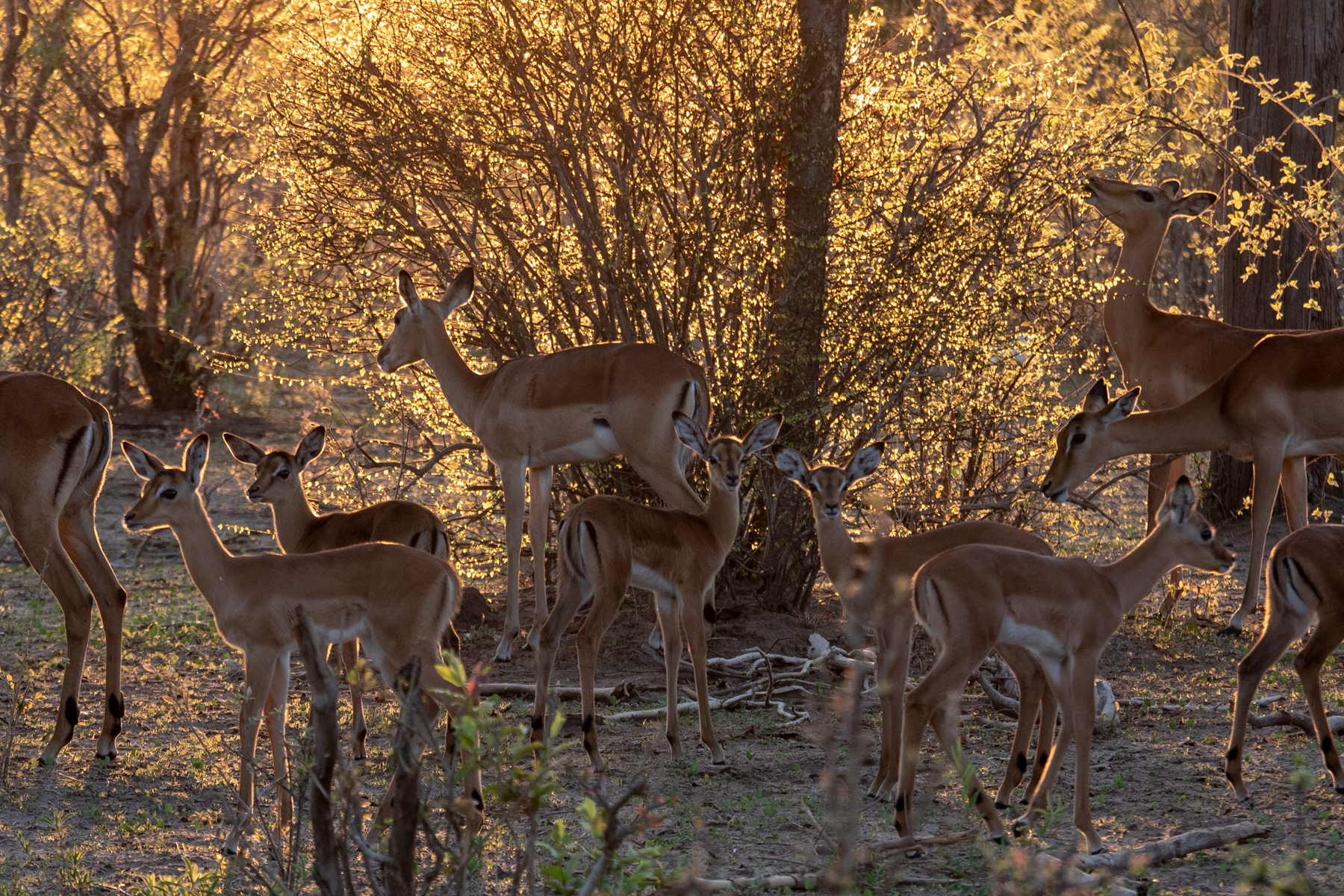 Backlit Impalas browsing at sunrise