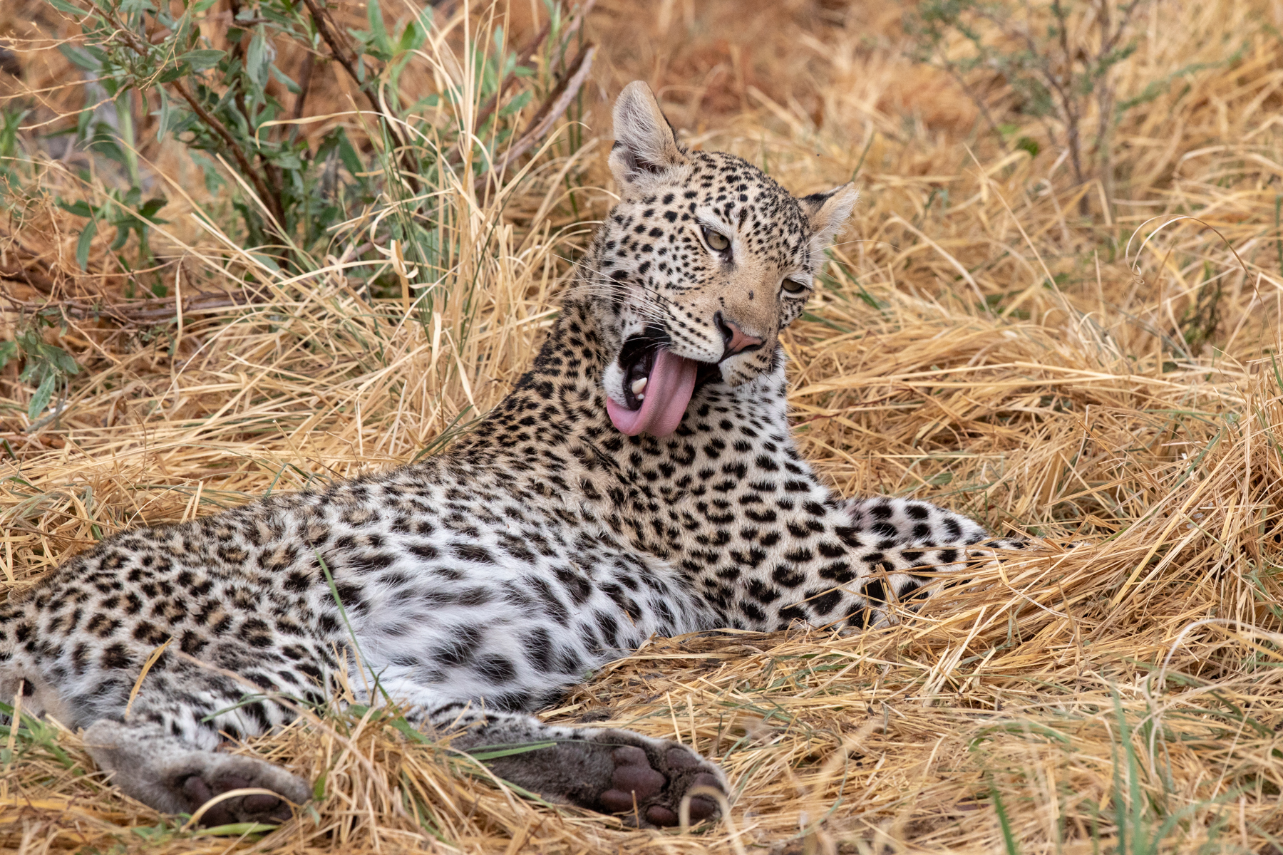Cats, even large ones, are clean creatures. A Leopard grooms itself after its siesta