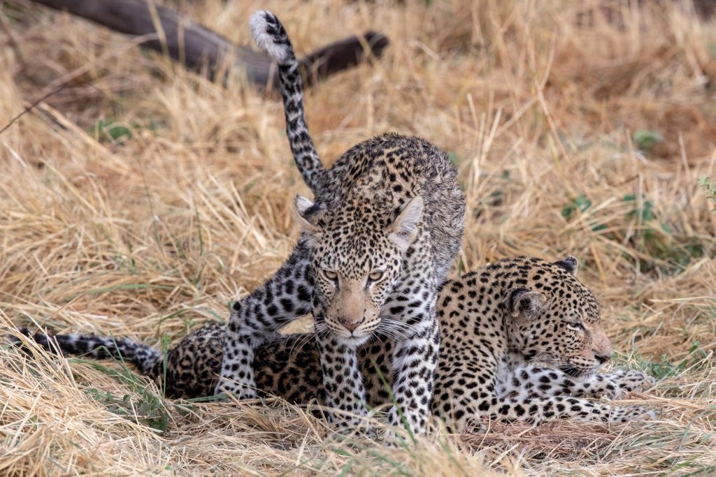 Spot the Difference! An easy guide to Leopard identification - Wild ...