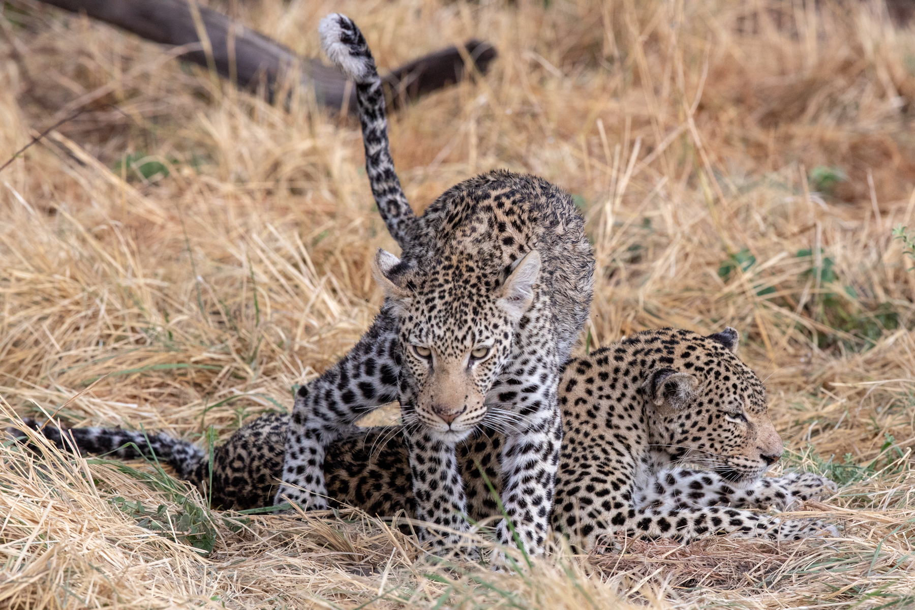 Female Leopard and her almost full-grown male cub