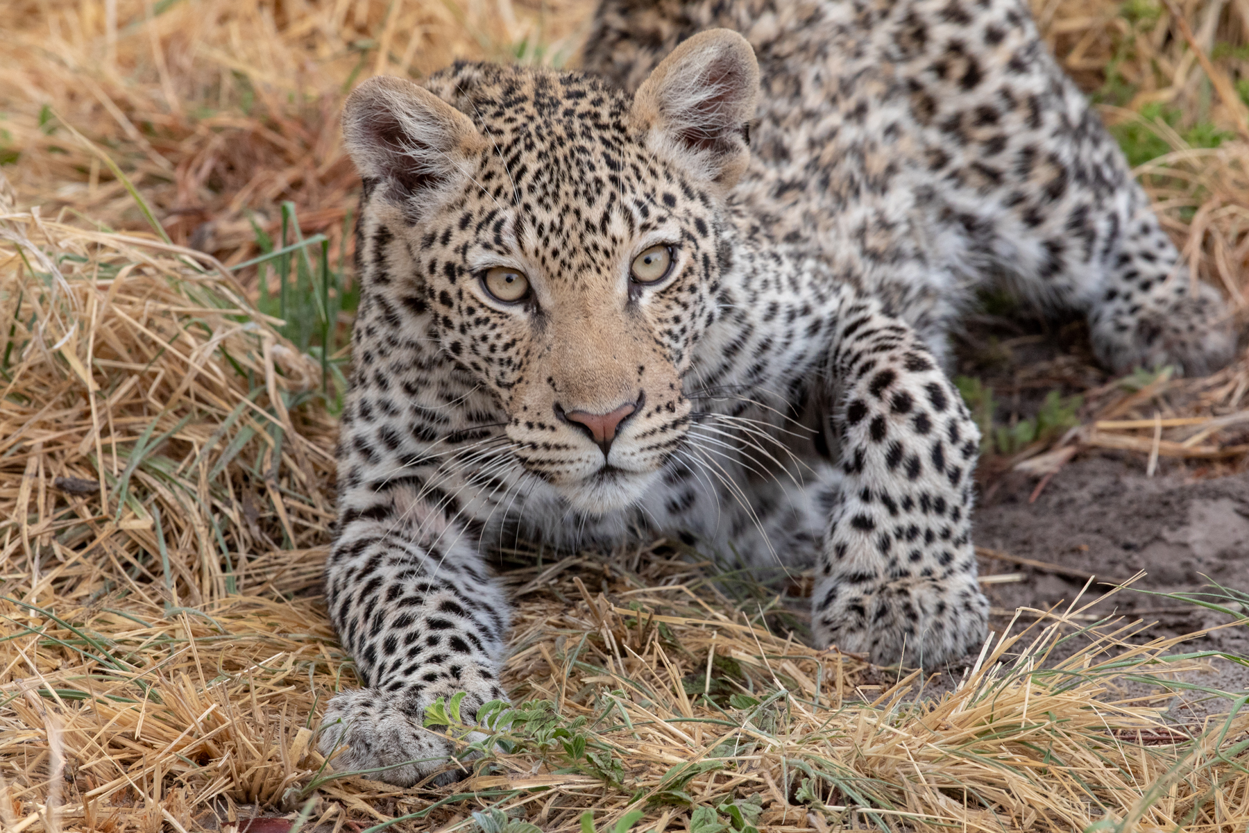 A young Leopard crouches close to us on the 2018 Wild Images Botswana photosafari (image by Mark Beaman)