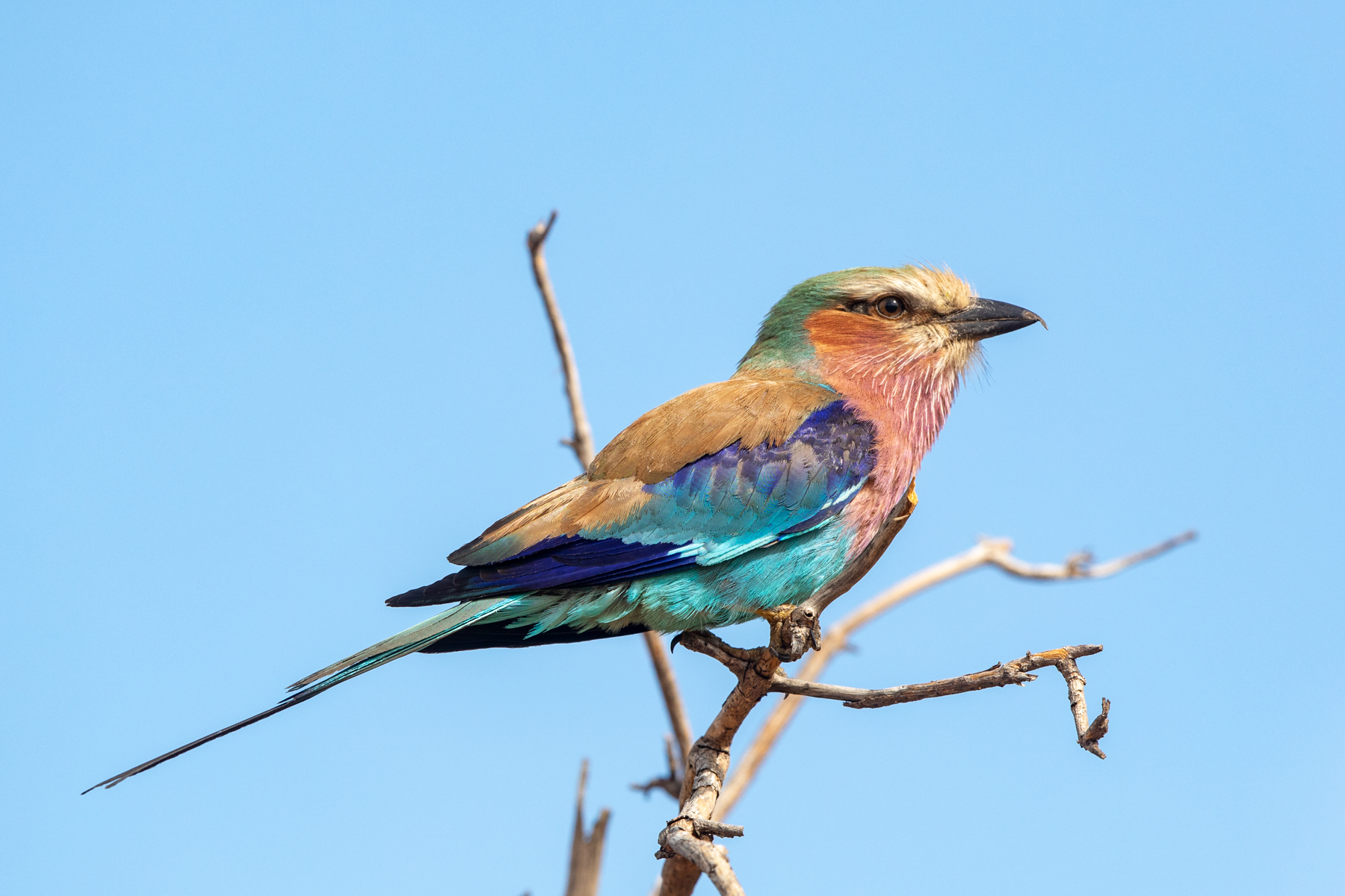 The Lilac-breasted Roller is a truly stunning bird