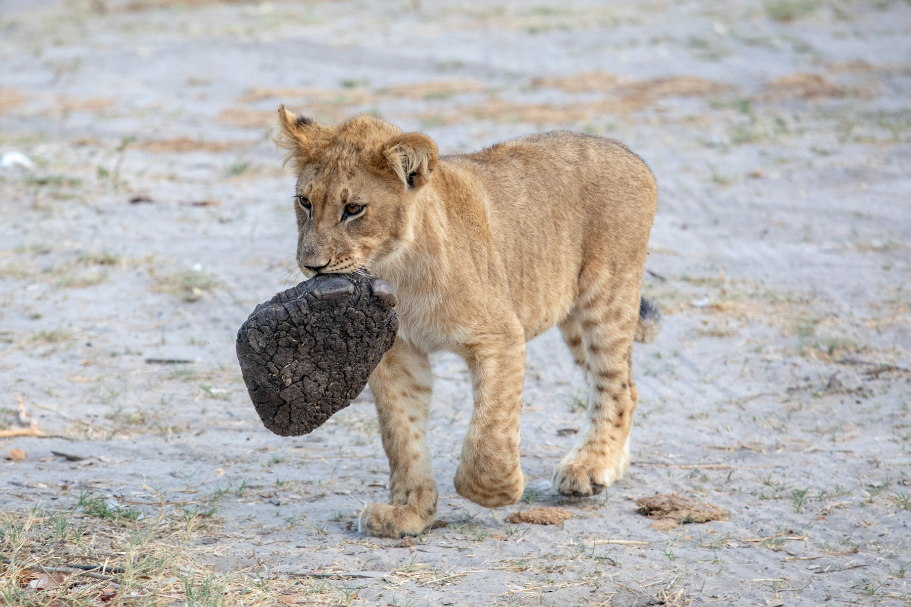 Lion cub with a baby elephant's foot, a decidely macarbre 'plaything'