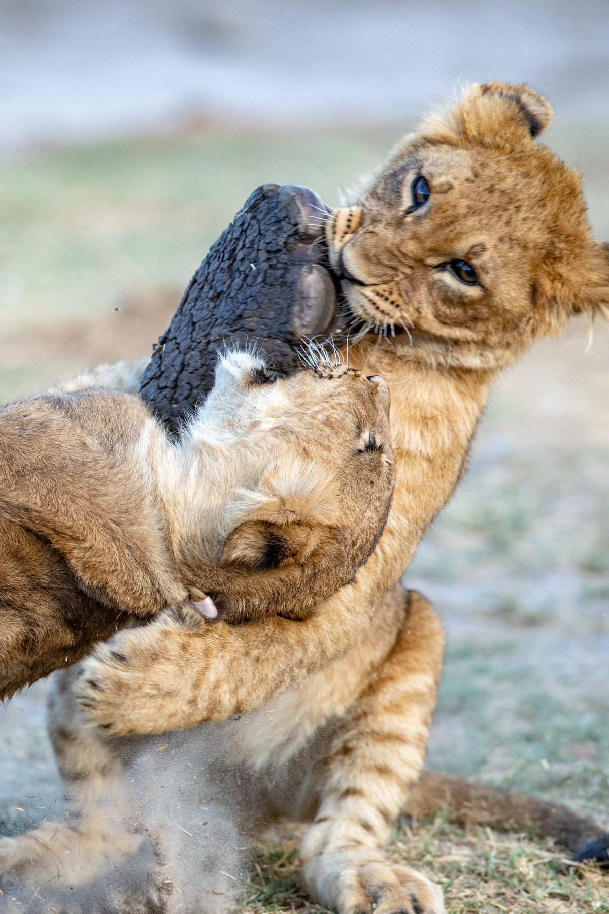 Lion cubs tussle over a baby elephant's foot at Savuti, Botswana