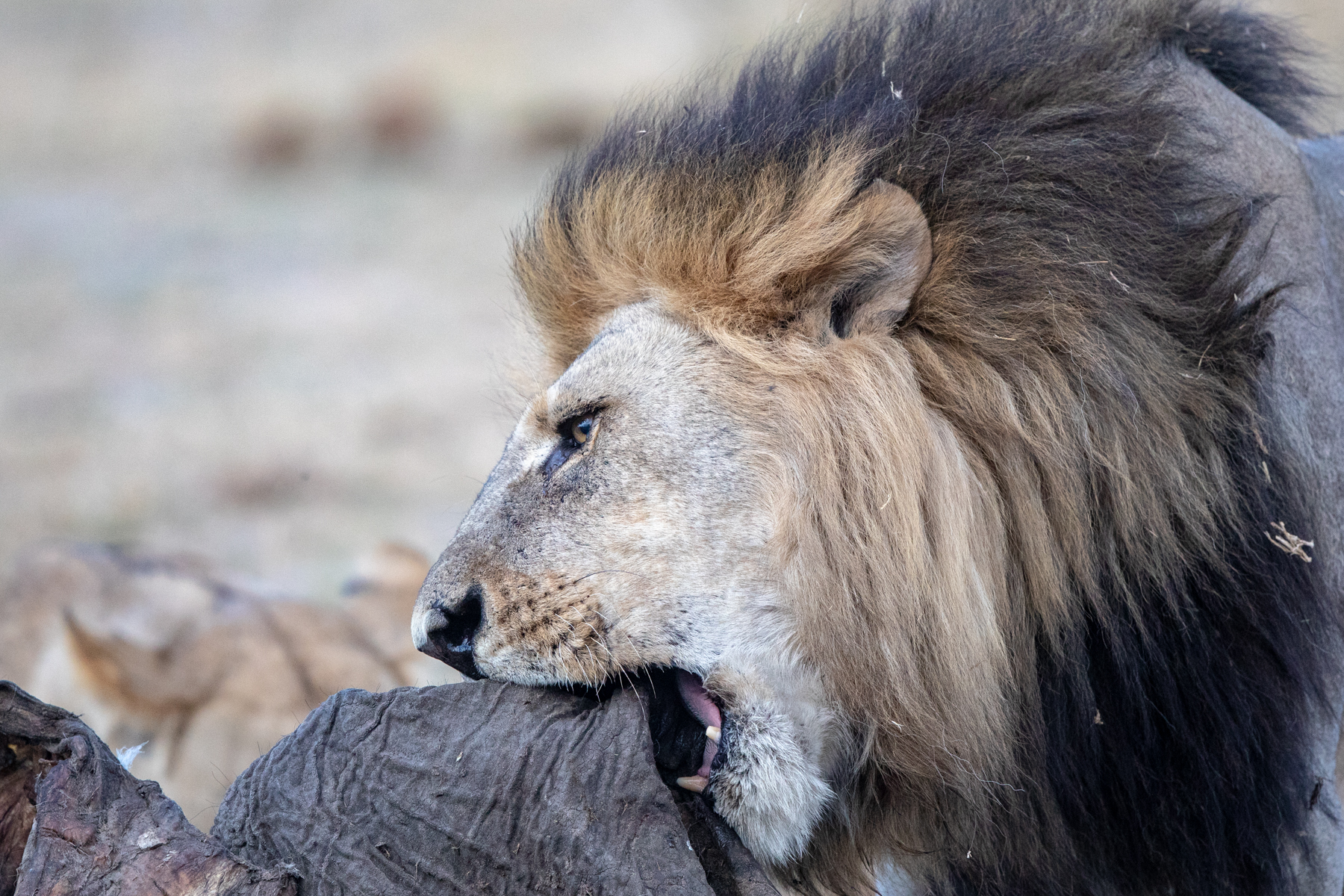 Male Lion chewing away on elephant hide. The darker the mane the more dominant the individual