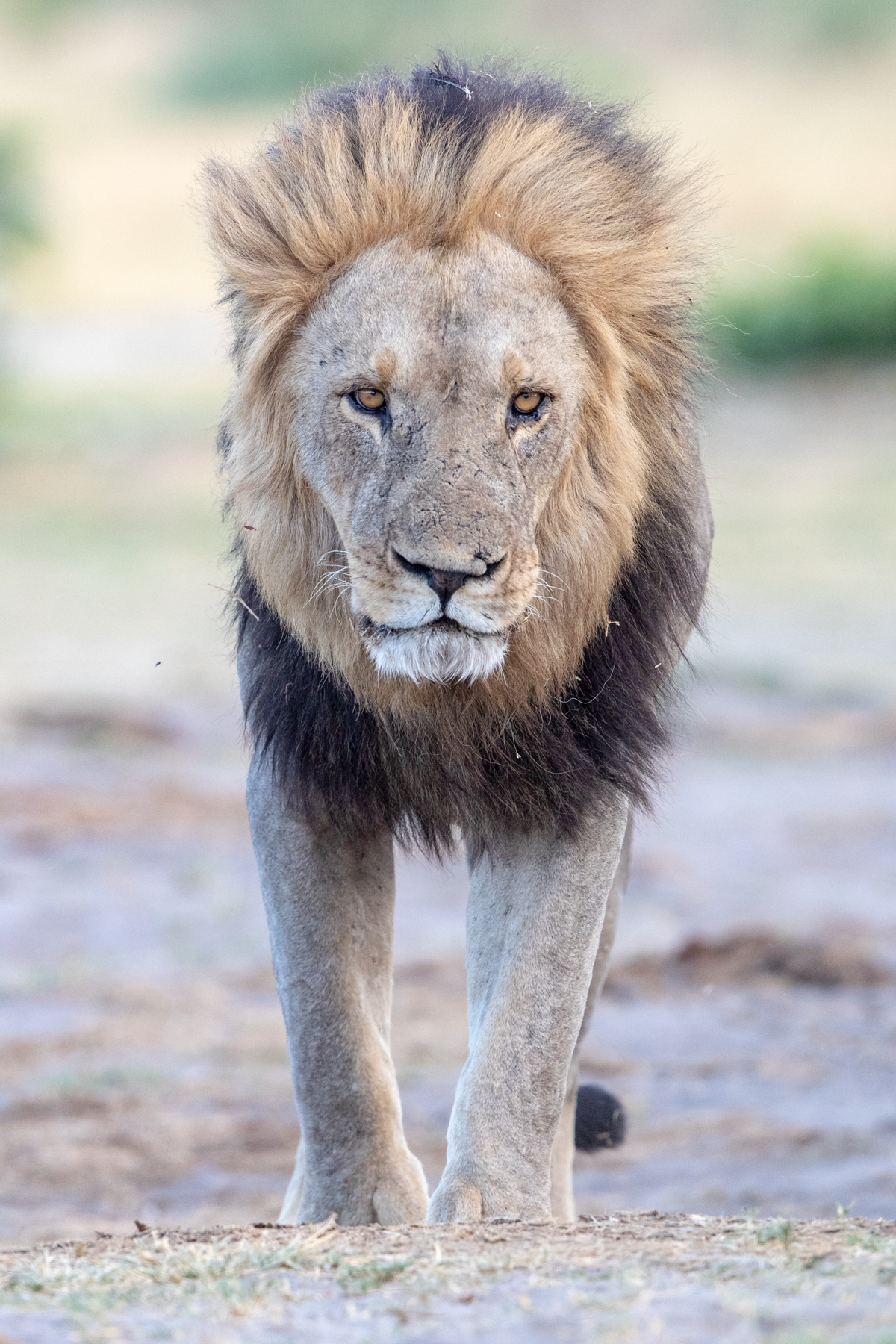 A male Lion is a truly impressive beast